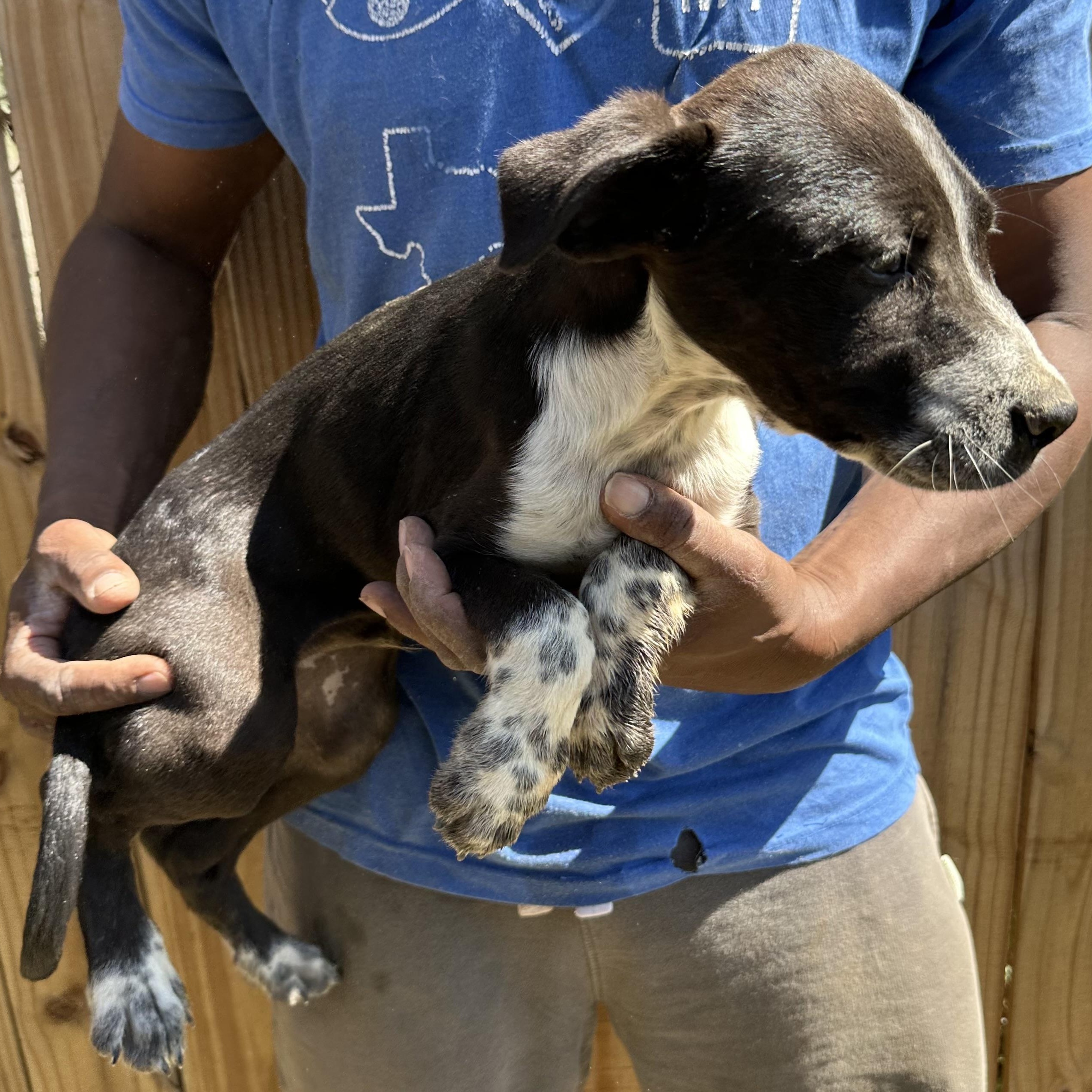 Enlarge Artemis - Local May 22-24, an adoptable mixed breed in Johnston, RI image 2/6