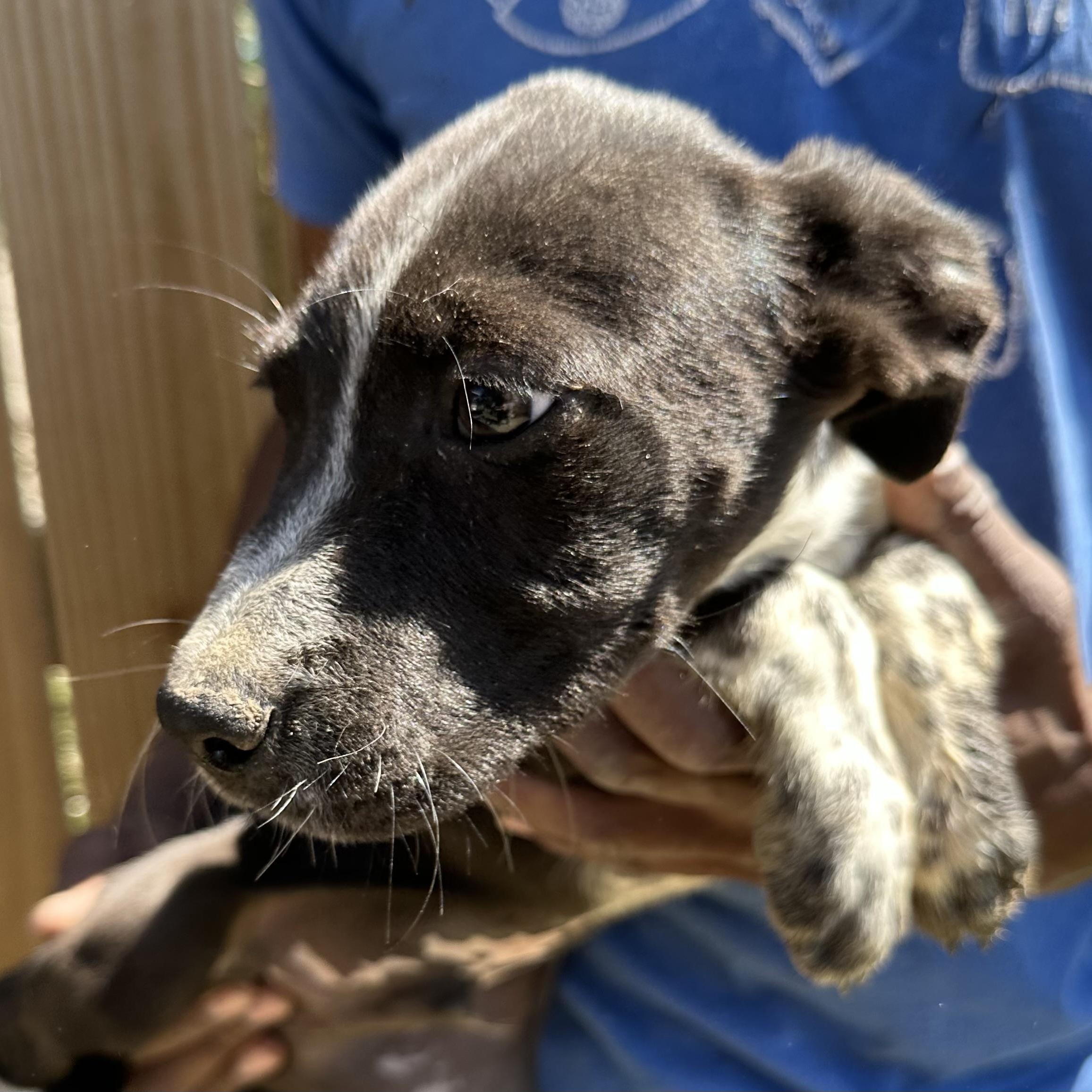 Enlarge Artemis - Local May 22-24, an adoptable mixed breed in Johnston, RI image 6/6