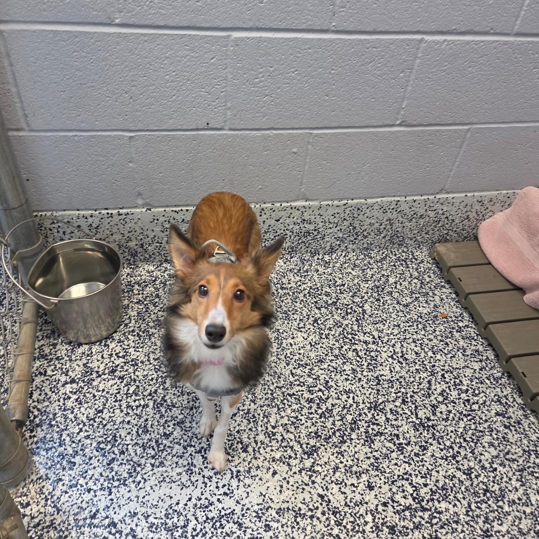 Enlarge Ruby ADOPTION PENDING, an adopted Shetland Sheepdog / Sheltie in Dillsburg, PA image 6/6