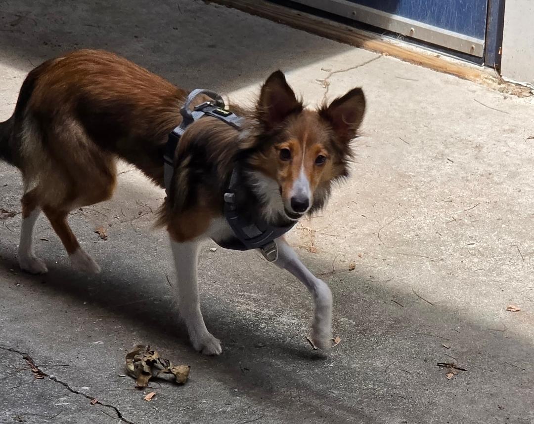 Enlarge Ruby ADOPTION PENDING, an adopted Shetland Sheepdog / Sheltie in Dillsburg, PA image 5/6