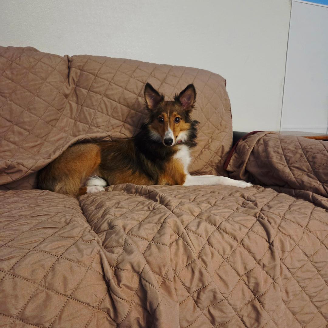 Enlarge Ruby ADOPTION PENDING, an adopted Shetland Sheepdog / Sheltie in Dillsburg, PA image 1/6