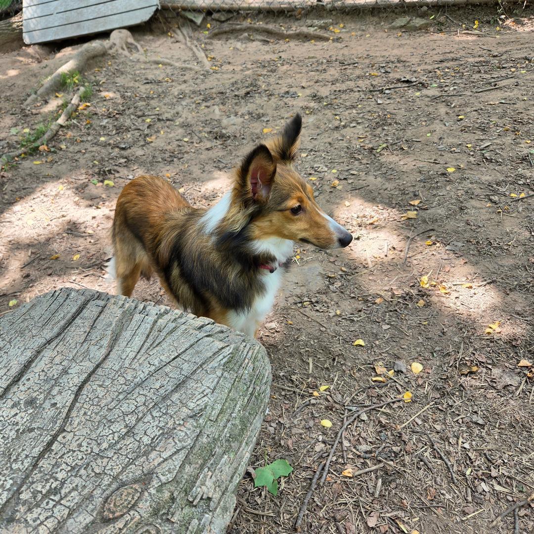 Enlarge Ruby ADOPTION PENDING, an adopted Shetland Sheepdog / Sheltie in Dillsburg, PA image 4/6