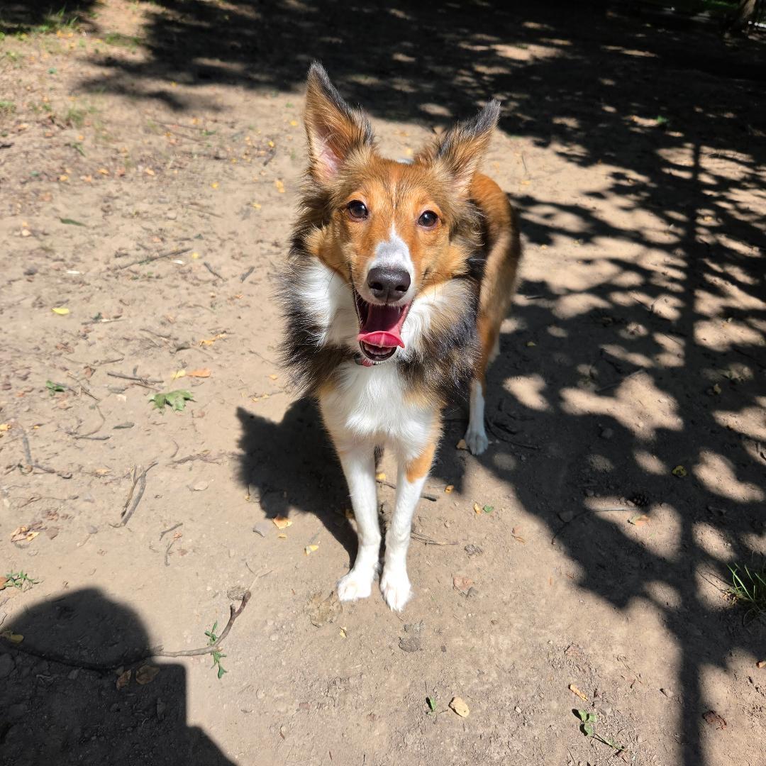 Enlarge Ruby ADOPTION PENDING, an adopted Shetland Sheepdog / Sheltie in Dillsburg, PA image 2/6