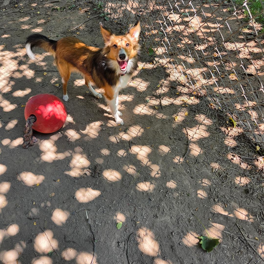 Enlarge Ruby ADOPTION PENDING, an adopted Shetland Sheepdog / Sheltie in Dillsburg, PA image 3/6