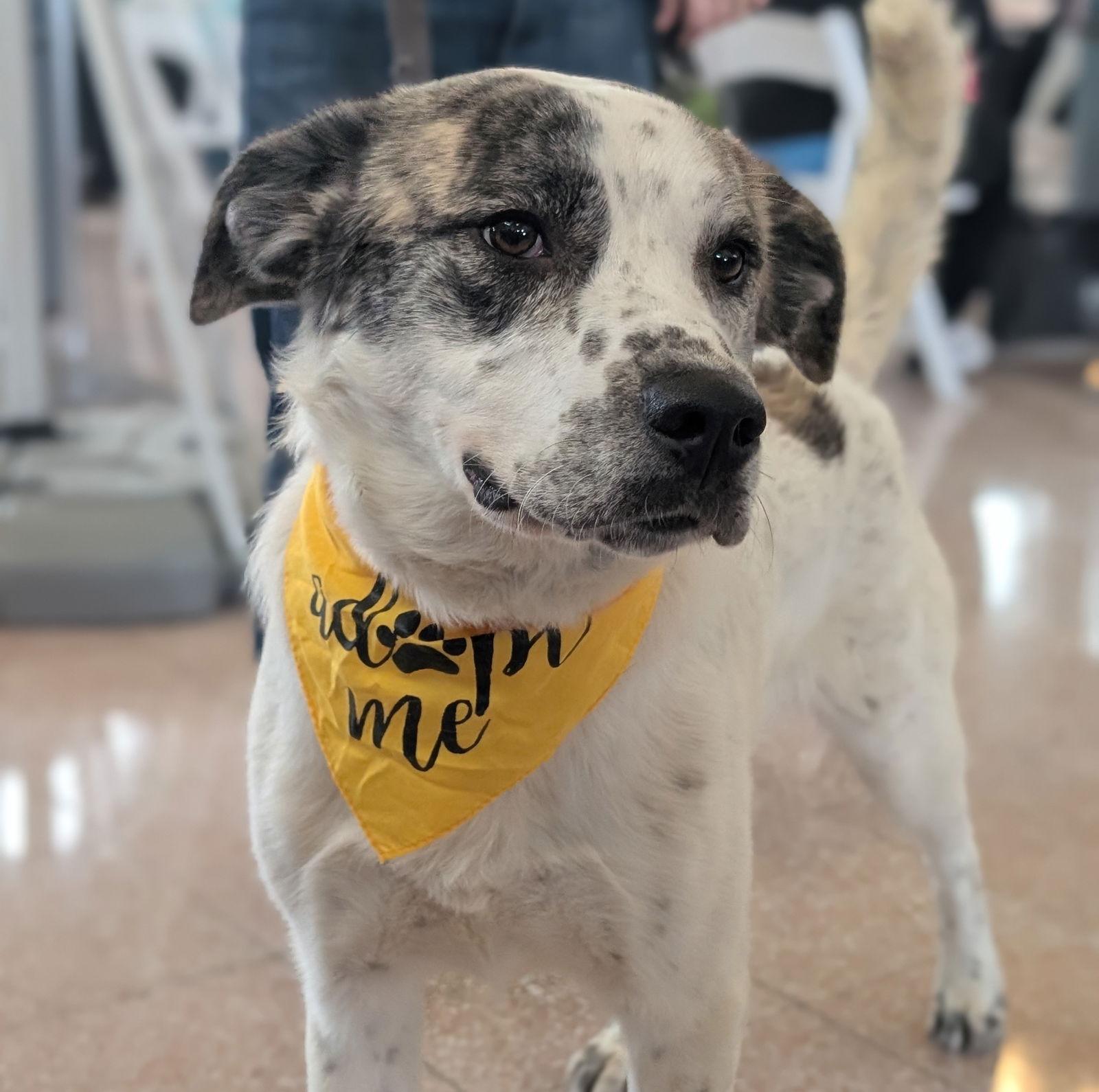 Lucas, Adoptable, Adult Male Great Pyrenees.