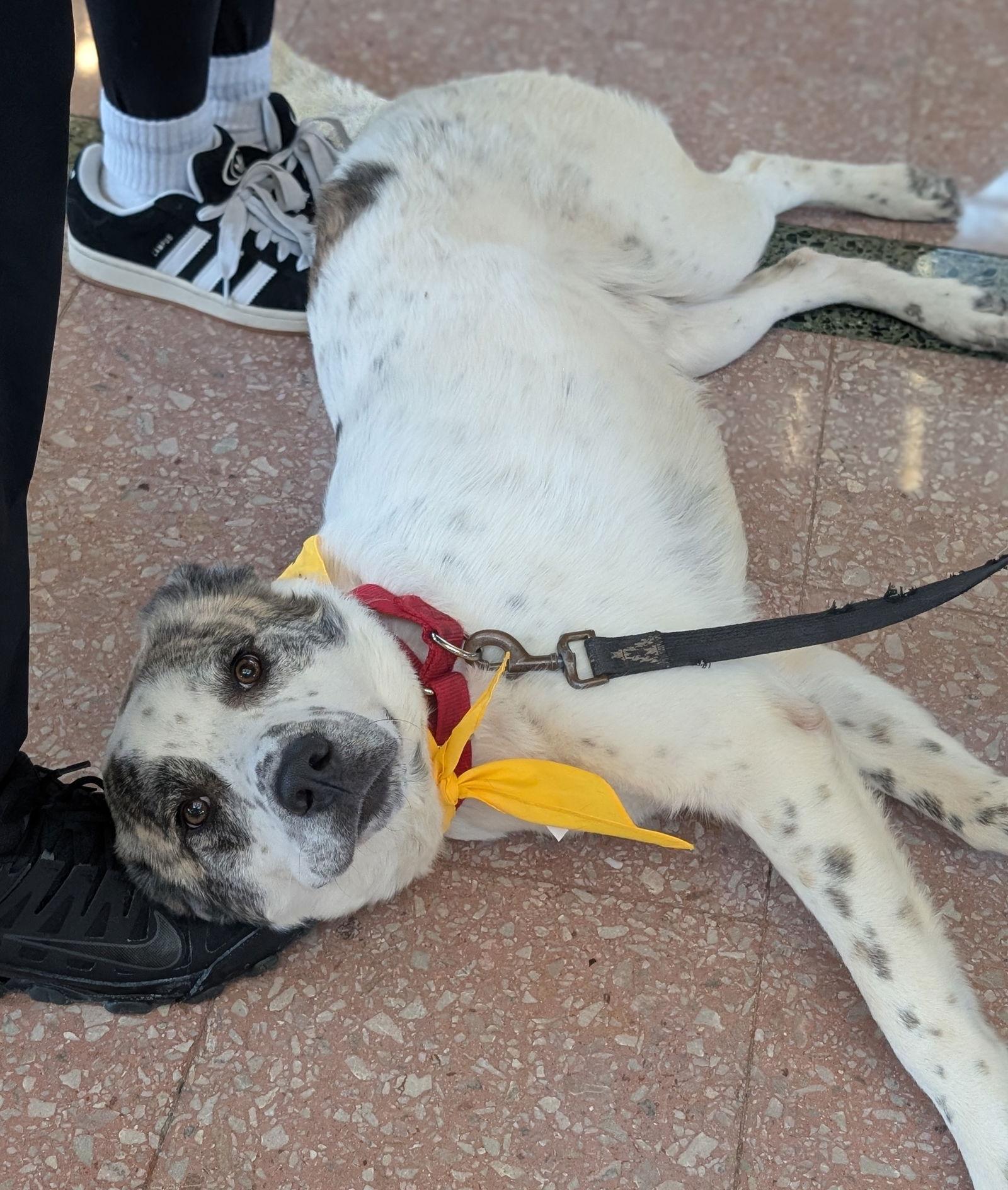Enlarge Lucas, a Adoptable Great Pyrenees in Brooklyn Center, MN image 2/3
