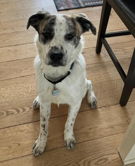 Enlarge Lucas, a Adoptable Great Pyrenees in Brooklyn Center, MN image 3/3