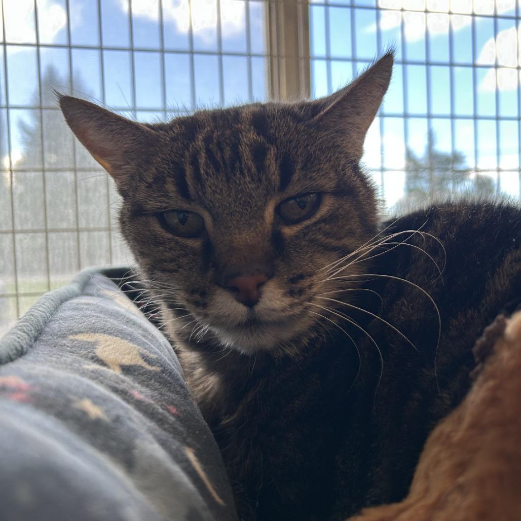 Mo, Adoptable, Senior Male Domestic Short Hair.