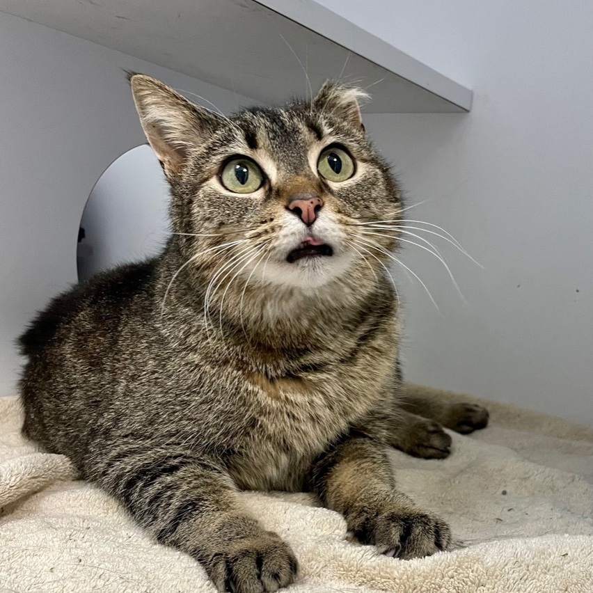 Enlarge Simone, a Adoptable Domestic Short Hair in Queenstown, MD image 11/12