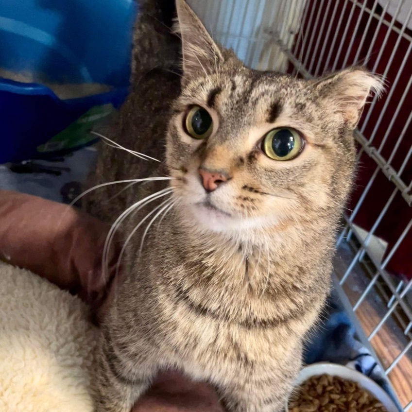 Enlarge Simone, a Adoptable Domestic Short Hair in Queenstown, MD image 12/12