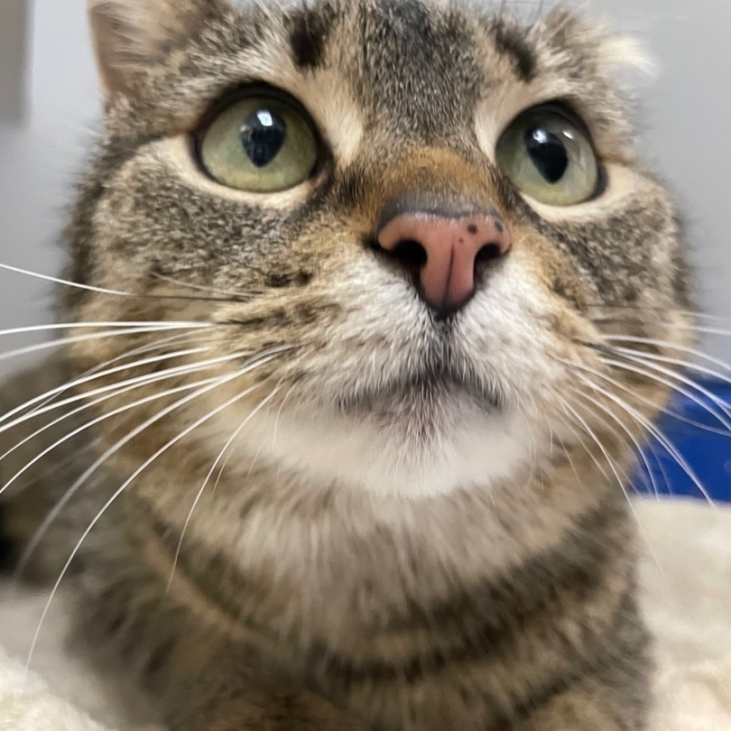 Simone, Adoptable, Adult Female Domestic Short Hair.