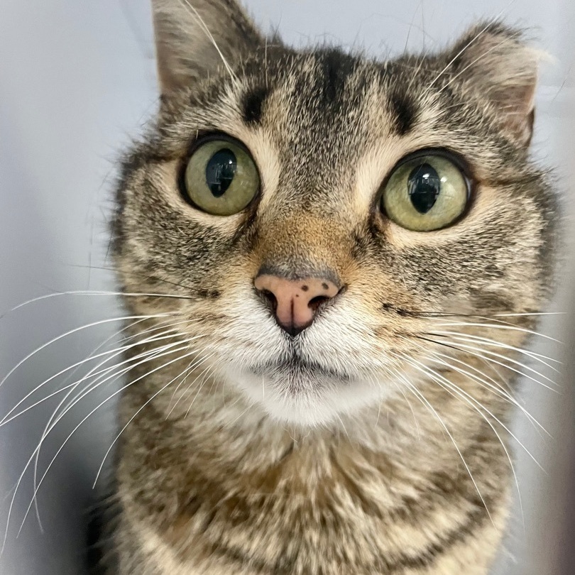 Enlarge Simone, a Adoptable Domestic Short Hair in Queenstown, MD image 8/12