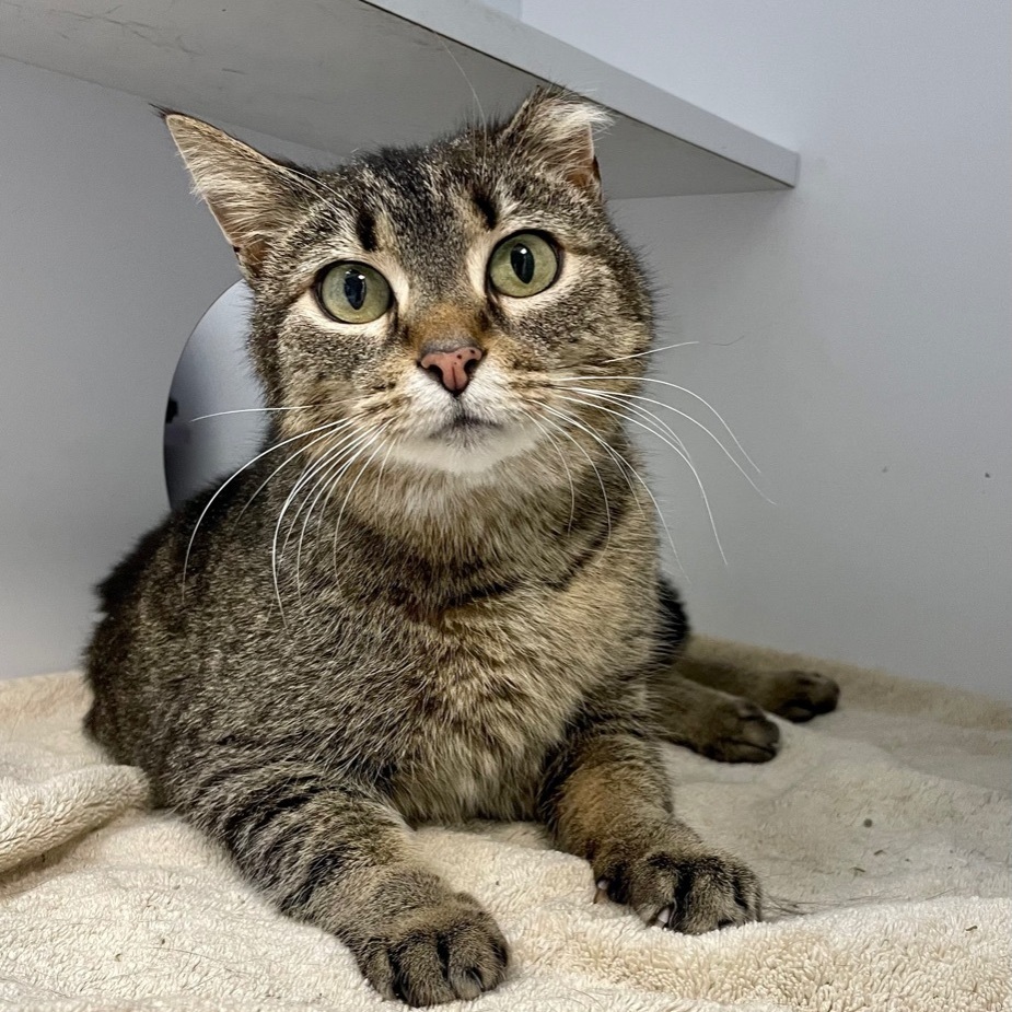 Enlarge Simone, a Adoptable Domestic Short Hair in Queenstown, MD image 9/12