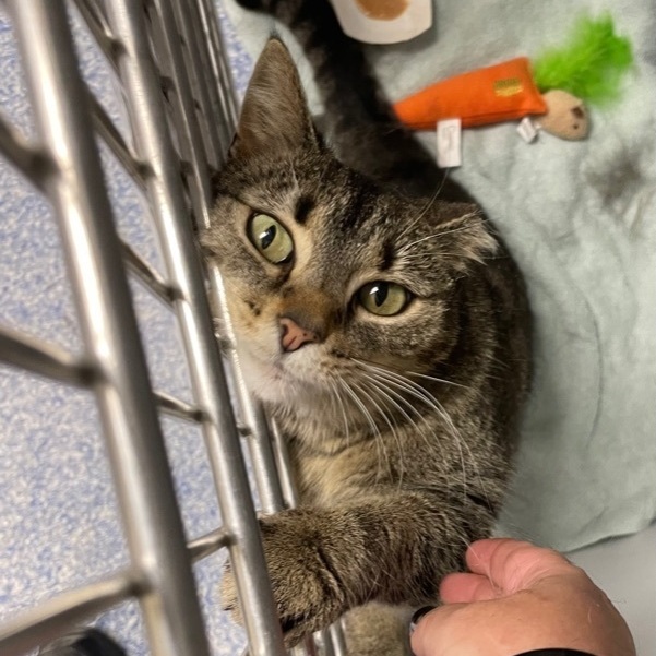 Enlarge Simone, a Adoptable Domestic Short Hair in Queenstown, MD image 10/12