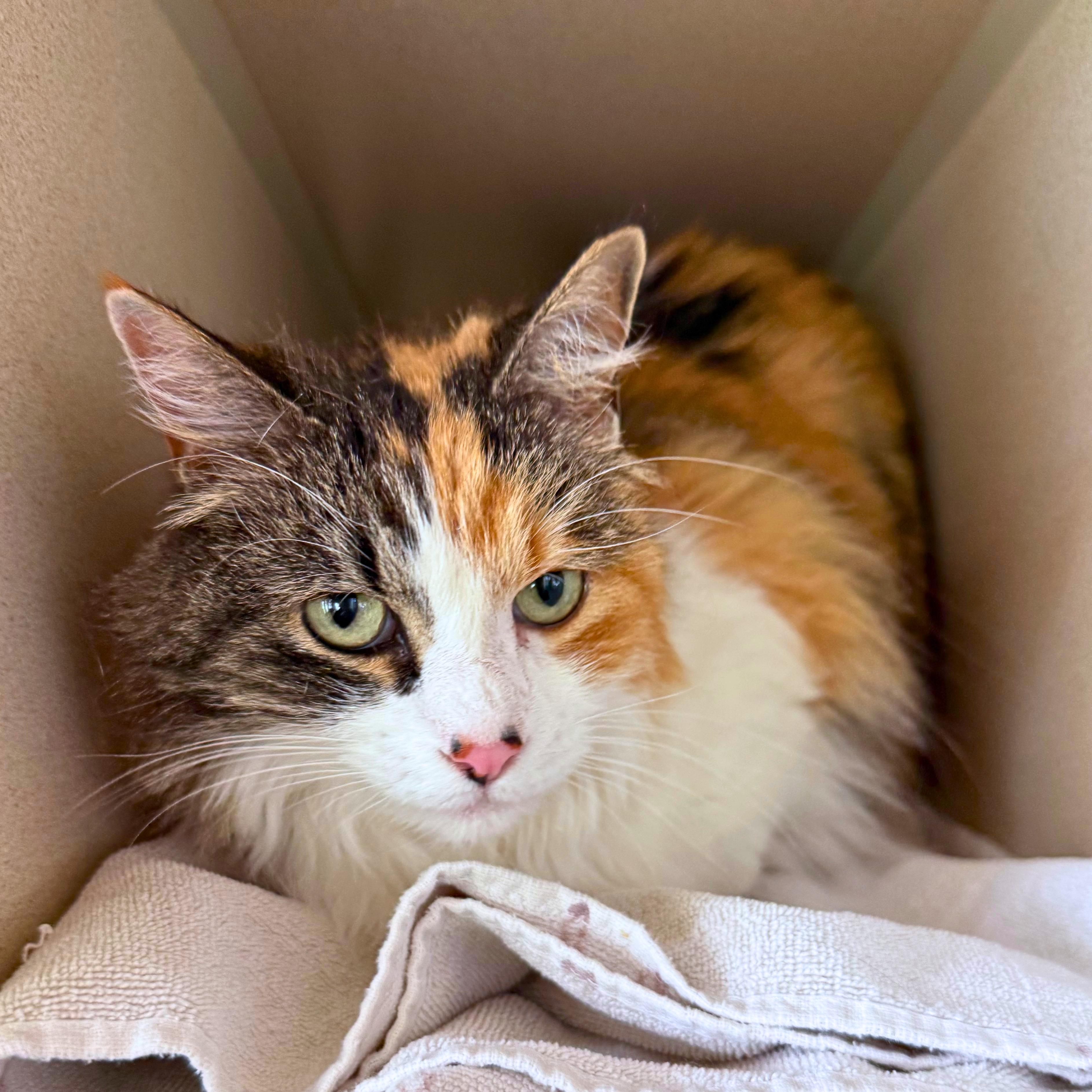 Enlarge Cammie, a Adoptable Domestic Long Hair in Ridgway, CO image 2/6