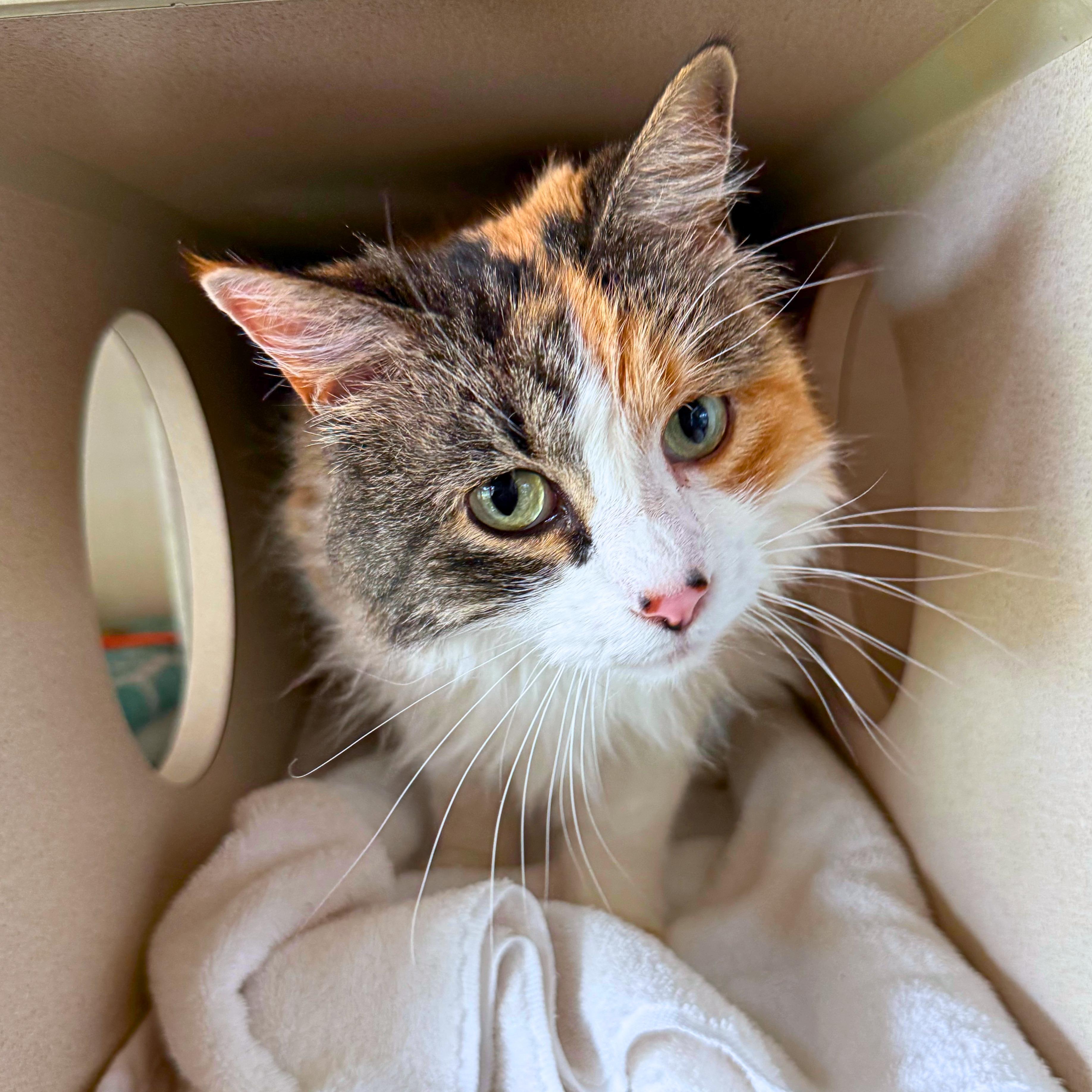 Enlarge Cammie, a Adoptable Domestic Long Hair in Ridgway, CO image 5/6