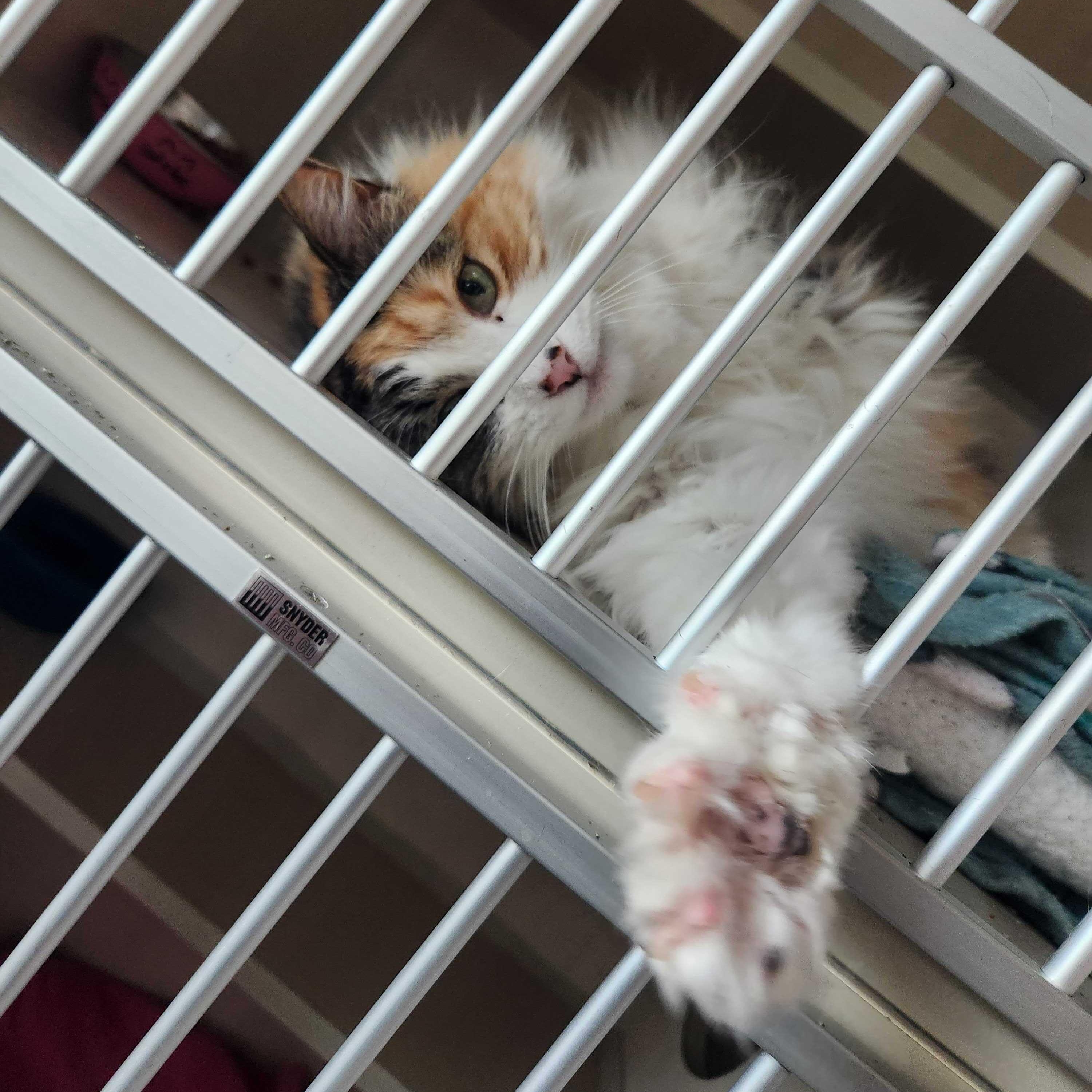 Enlarge Cammie, a Adoptable Domestic Long Hair in Ridgway, CO image 6/6