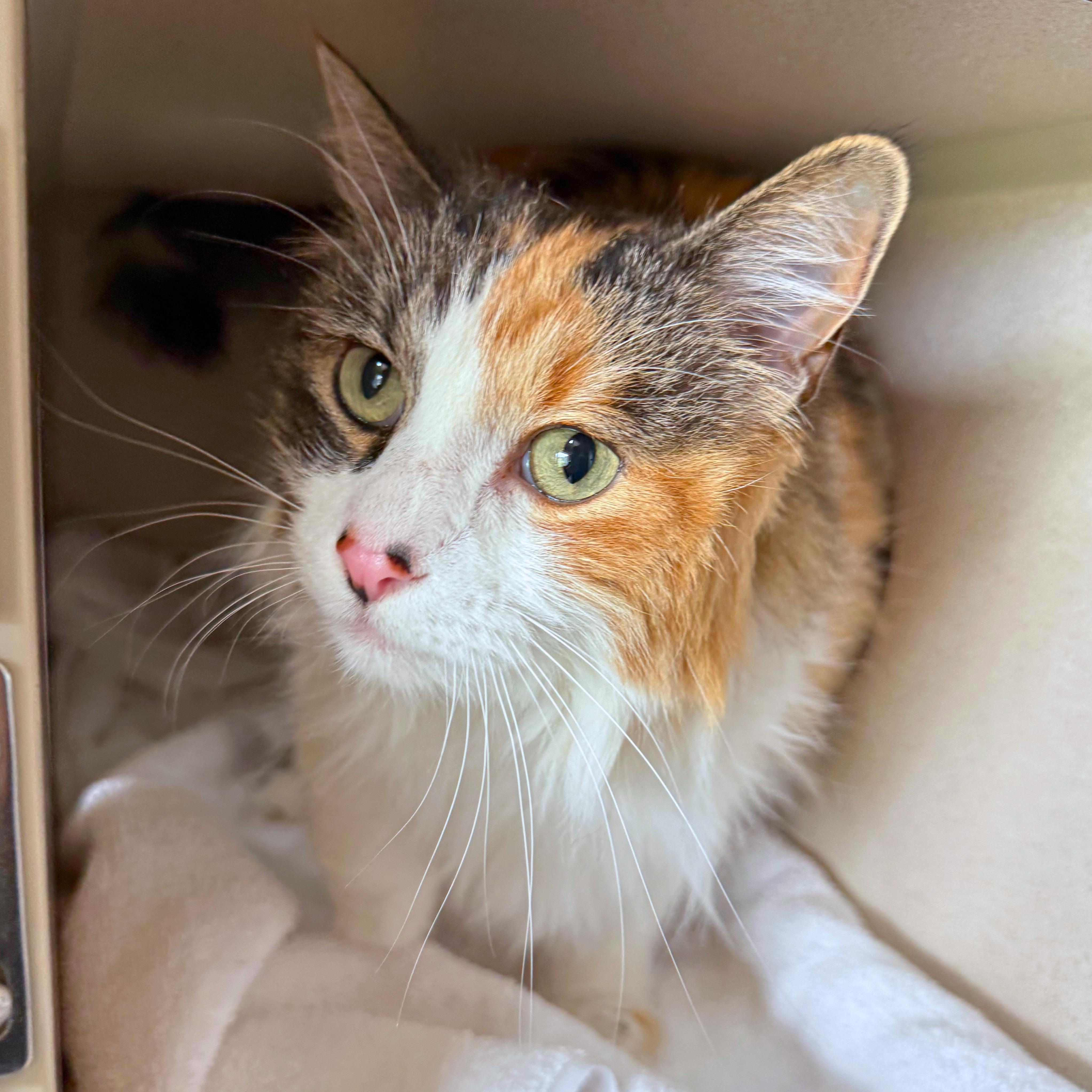 Enlarge Cammie, a Adoptable Domestic Long Hair in Ridgway, CO image 3/6