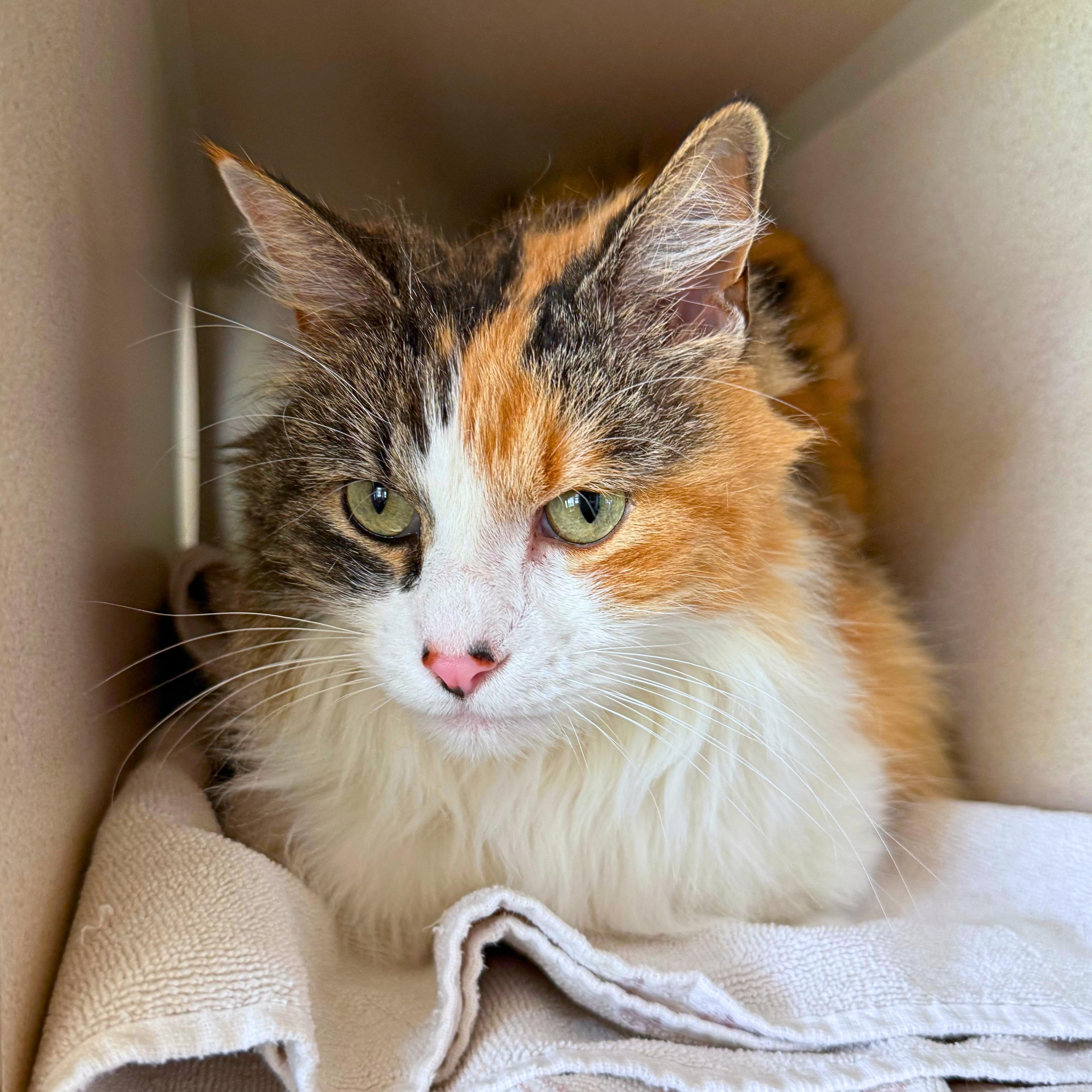 Enlarge Cammie, a Adoptable Domestic Long Hair in Ridgway, CO image 1/6