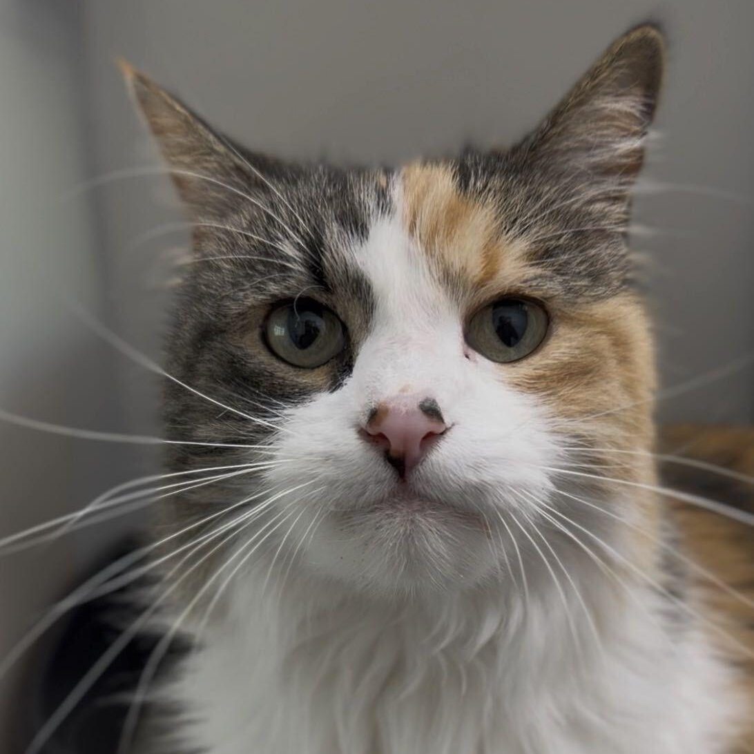Enlarge Cammie, a Adoptable Domestic Long Hair in Ridgway, CO image 4/6