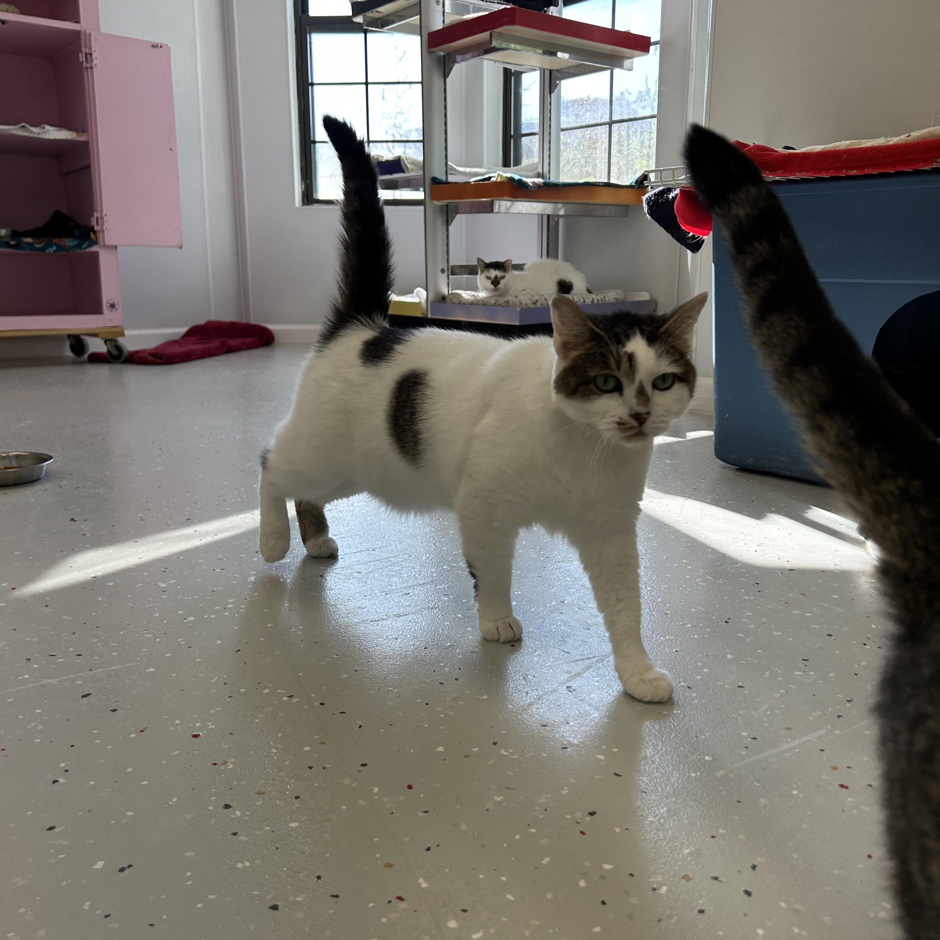 Eunice, a Adopted Domestic Short Hair in Lansing, MI image 4/4