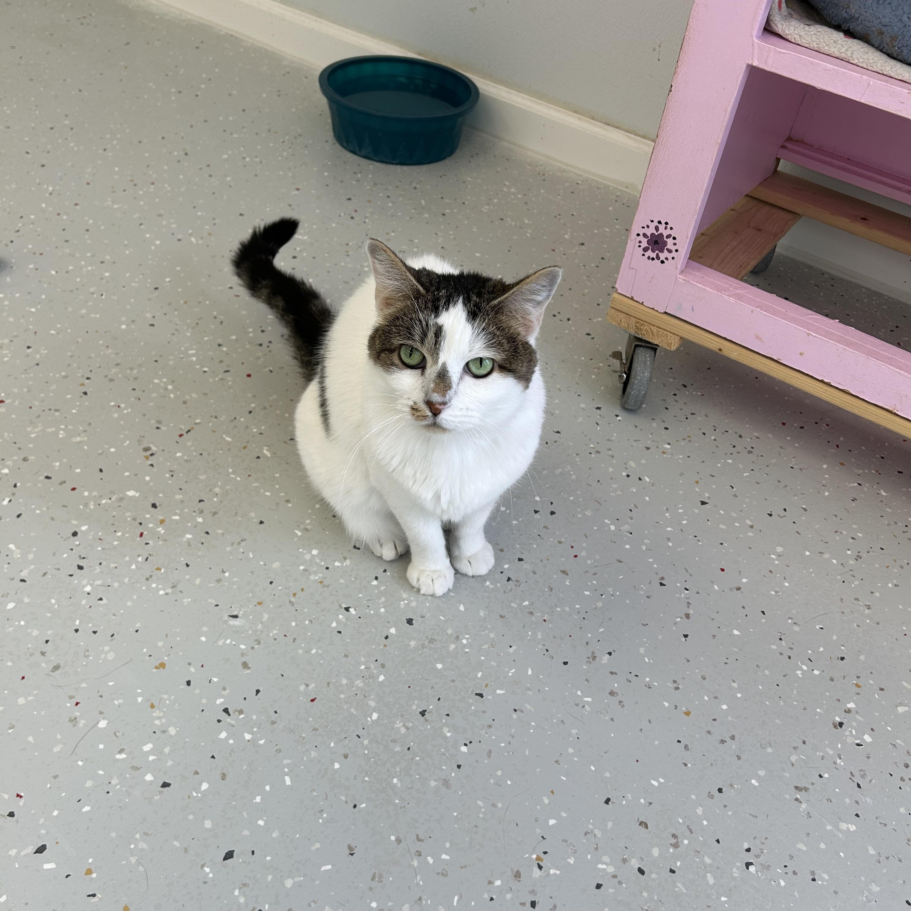 Eunice, a Adopted Domestic Short Hair in Lansing, MI image 2/4