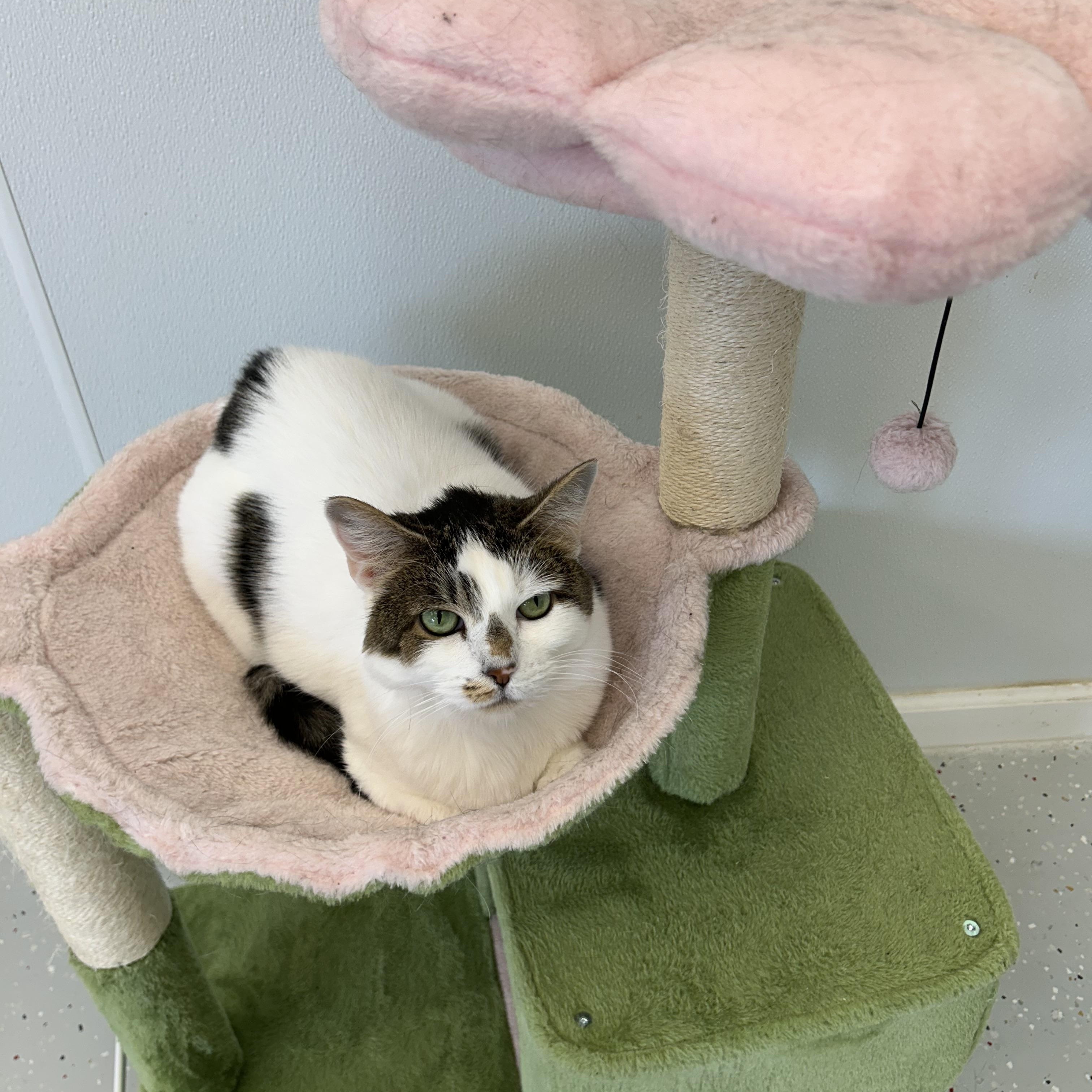 Eunice, Adopted, Adult Female Domestic Short Hair.