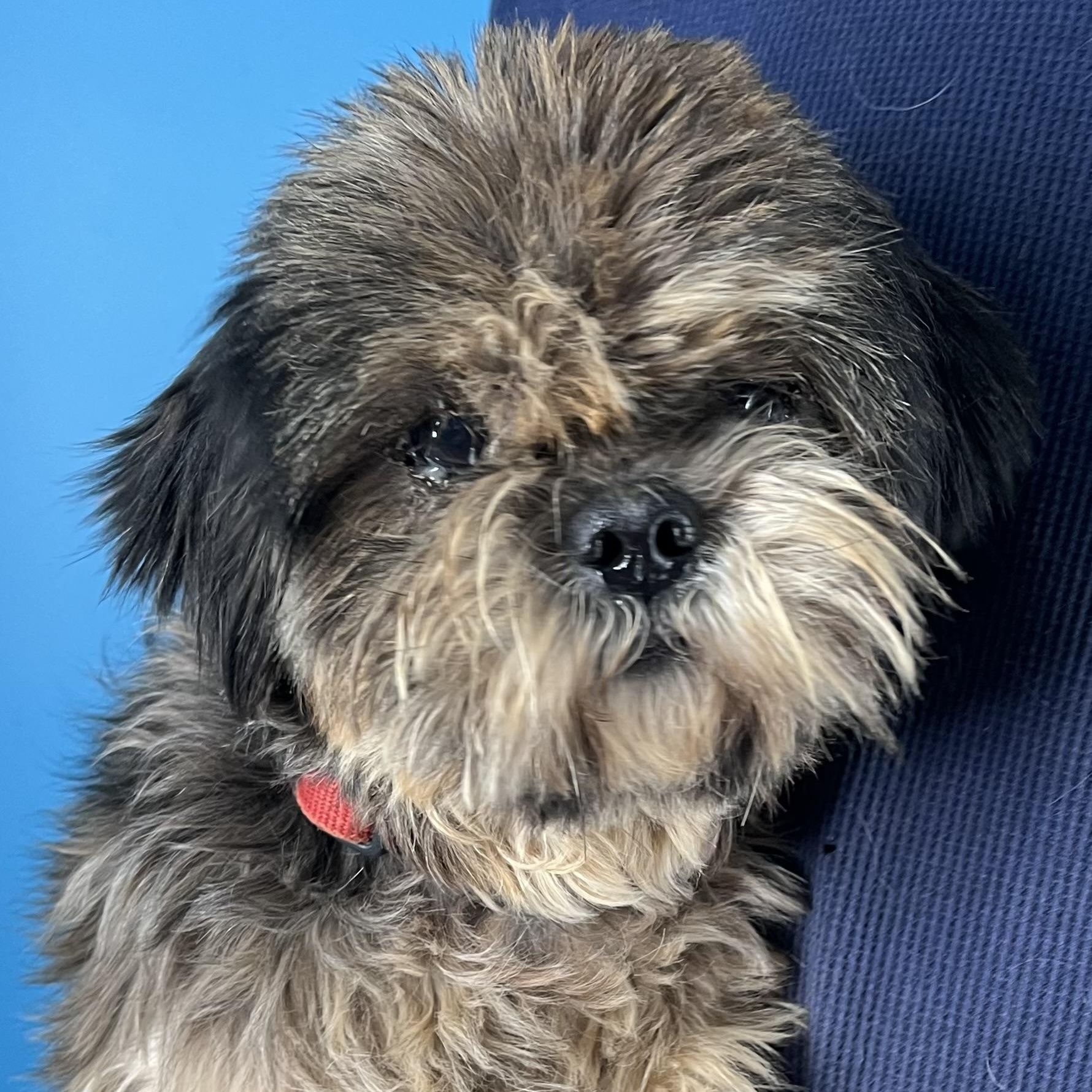 Enlarge Benji - Local in Oregon, an adoptable Shih Tzu in Brookshire, TX image 2/6