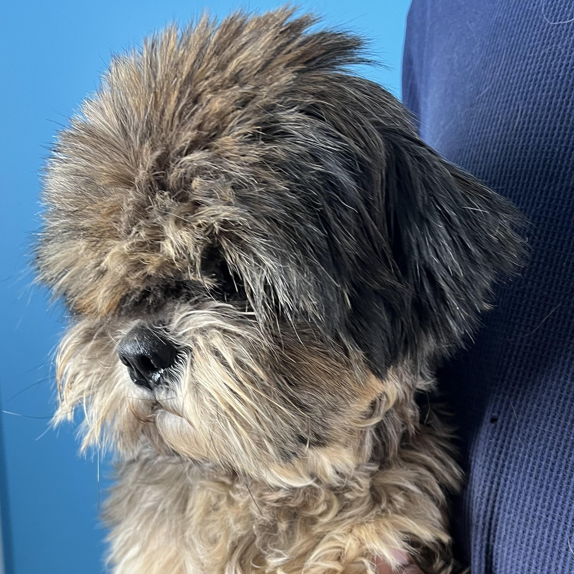 Enlarge Benji - Local in Oregon, an adoptable Shih Tzu in Brookshire, TX image 5/6