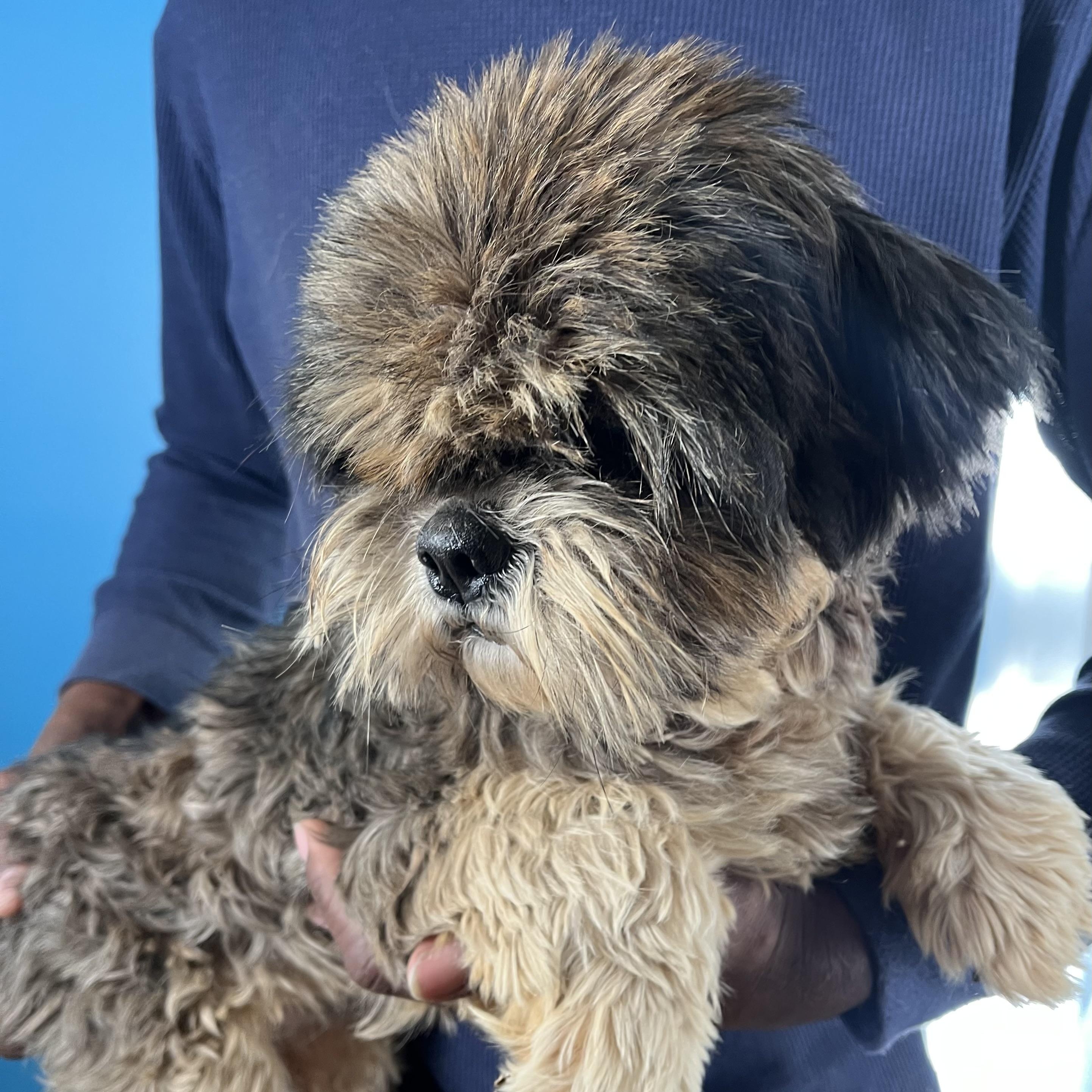 Enlarge Benji - Local in Oregon, an adoptable Shih Tzu in Brookshire, TX image 6/6