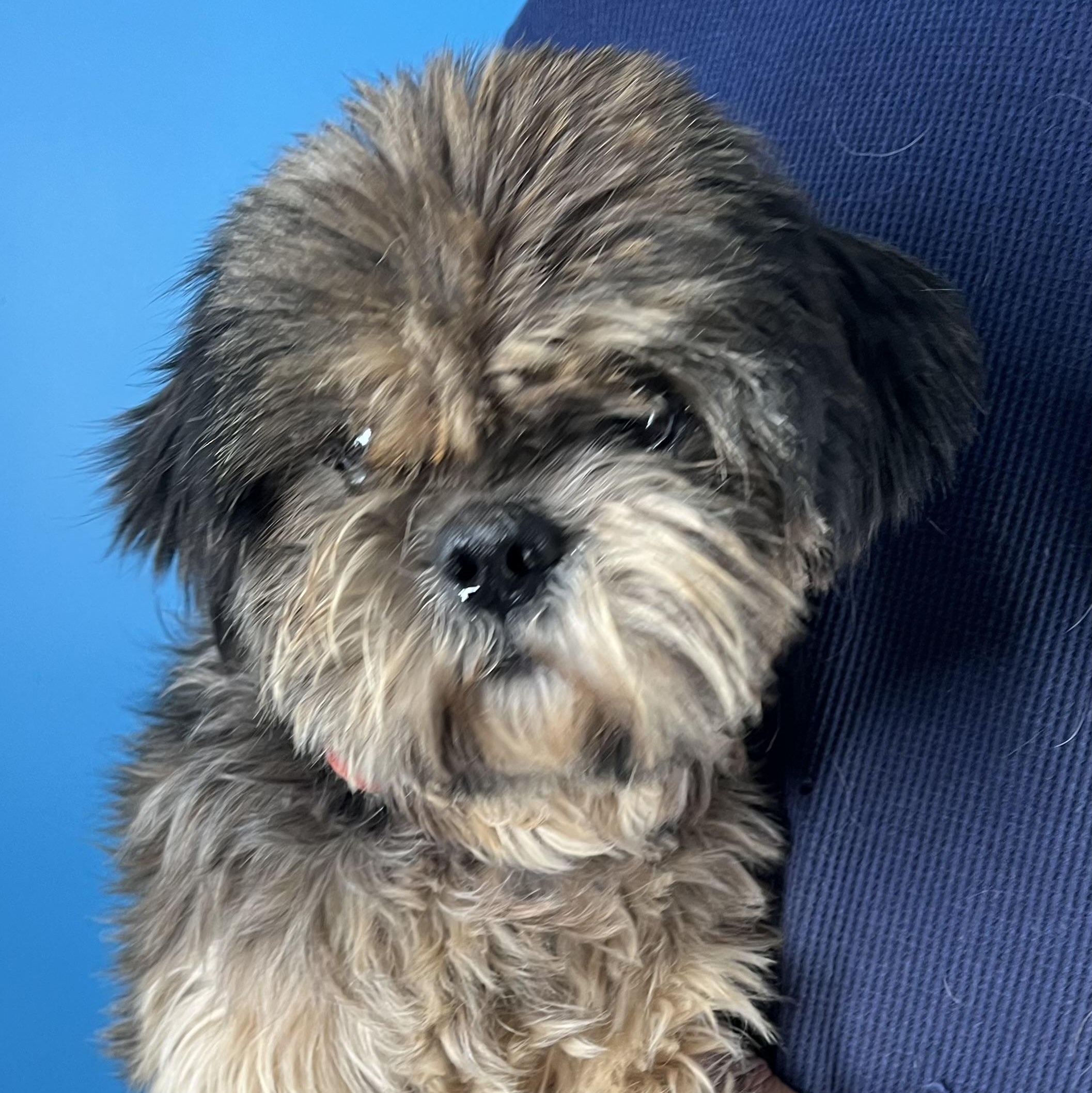 Benji - Local in Oregon, adoptable, Adult Male Shih Tzu.