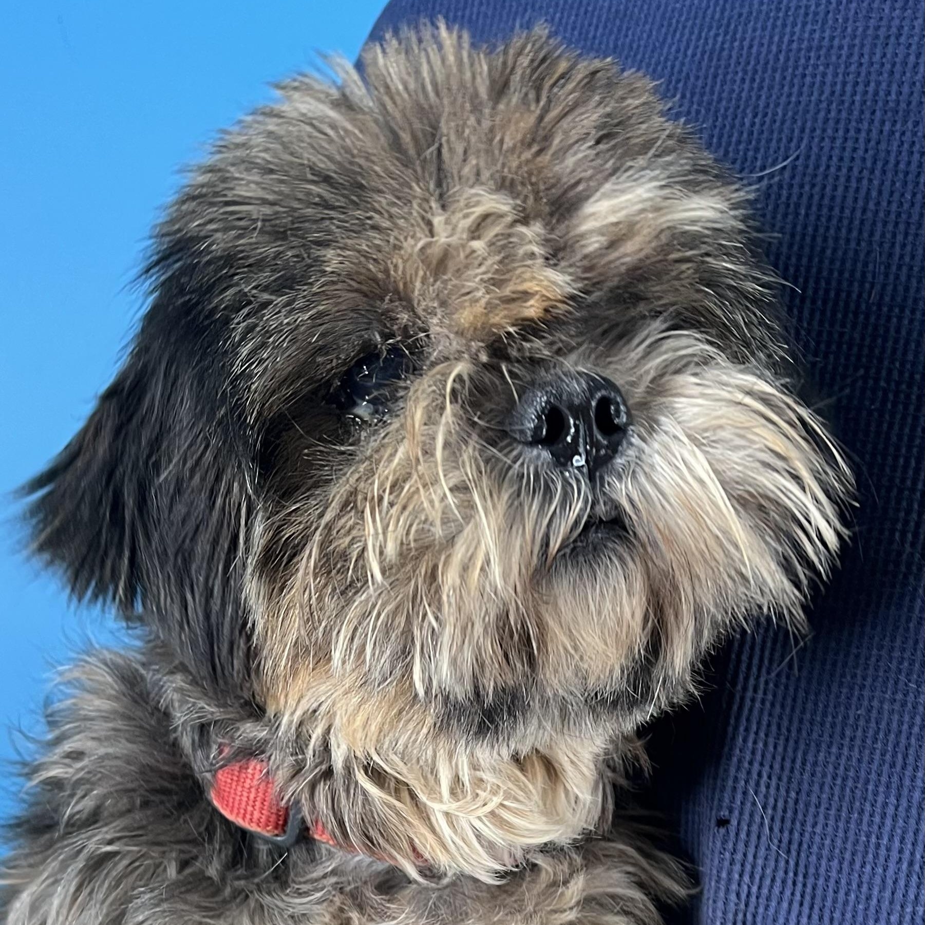 Enlarge Benji - Local in Oregon, an adoptable Shih Tzu in Brookshire, TX image 4/6