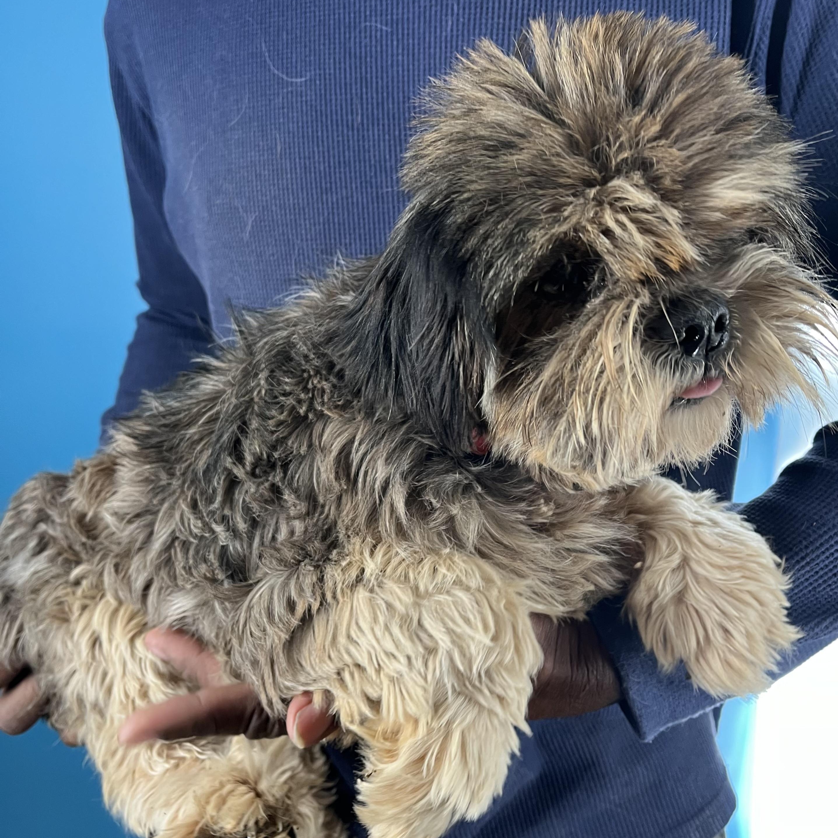 Enlarge Benji - Local in Oregon, an adoptable Shih Tzu in Brookshire, TX image 3/6