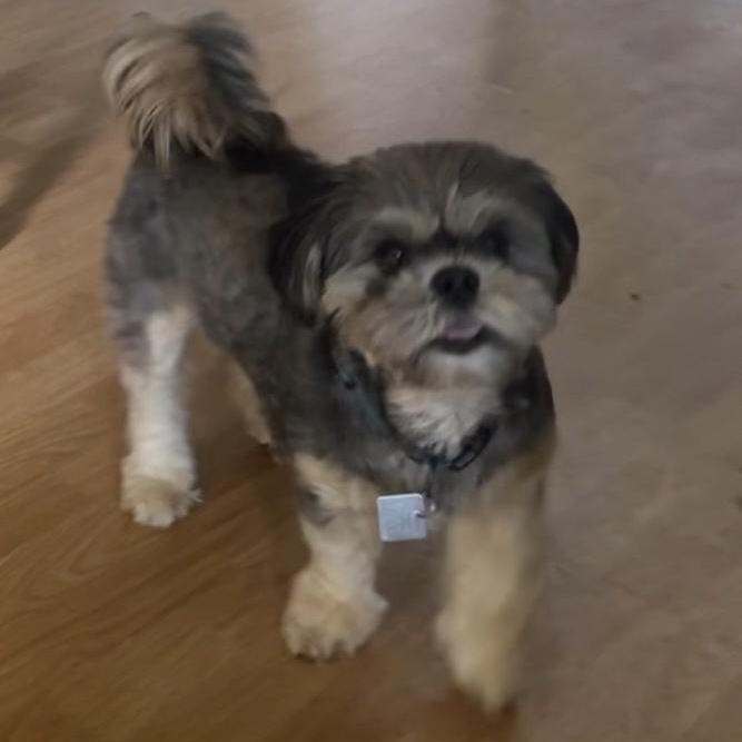Benji - Local in Oregon, an adoptable mixed breed in Beaverton , OR image 5/6