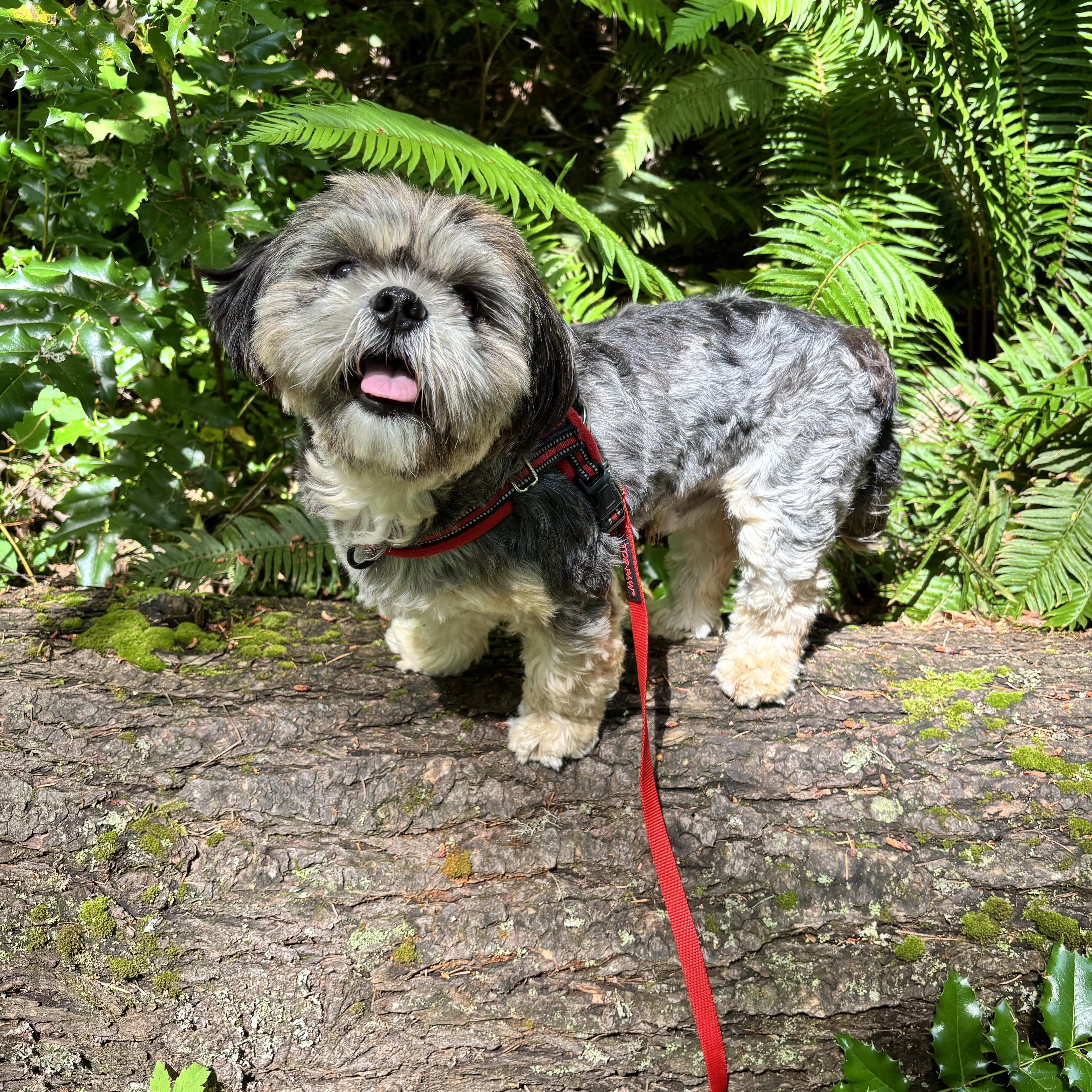 Benji - Local in Oregon, an adoptable mixed breed in Beaverton , OR image 1/6