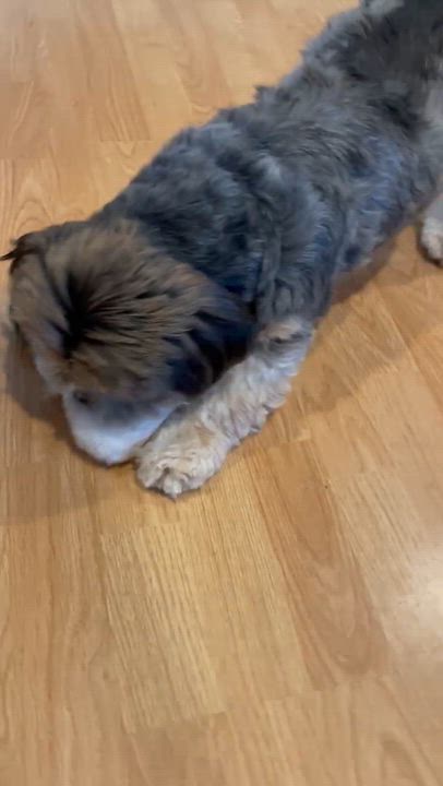 Enlarge Benji - Local in Oregon, an adoptable mixed breed in Beaverton , OR video 6/6