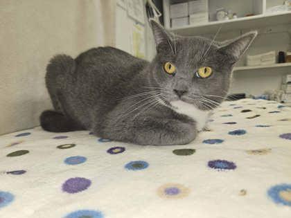 Enlarge Reba, a Adoptable Domestic Short Hair in Sullivan, IN image 1/3