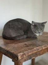 Enlarge Reba, a Adoptable Domestic Short Hair in Sullivan, IN image 2/3