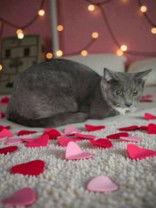 Enlarge Reba, a Adoptable Domestic Short Hair in Sullivan, IN image 3/3