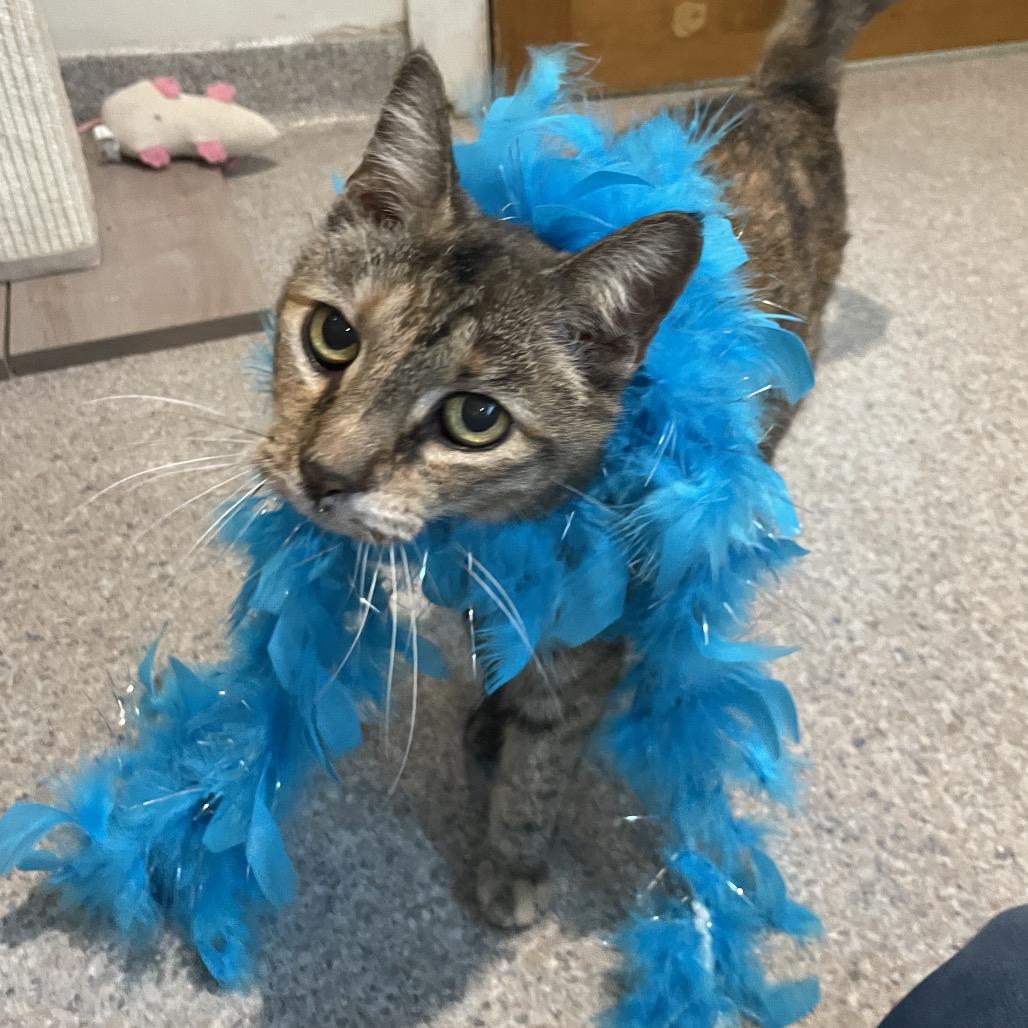 Bernadette, Adoptable, Senior Female Domestic Short Hair.