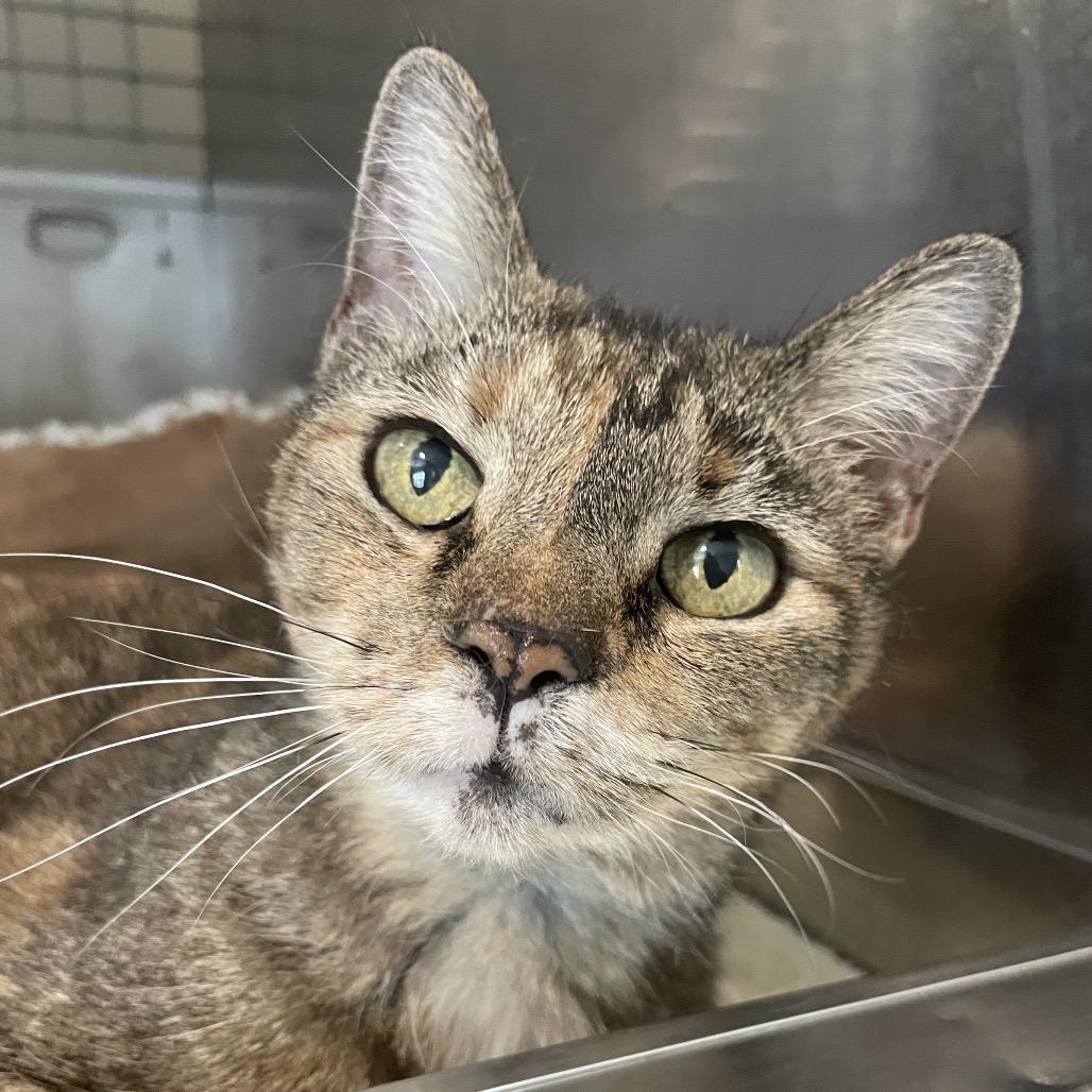 Bernadette, a Adoptable Domestic Short Hair in South Haven, MI image 2/6