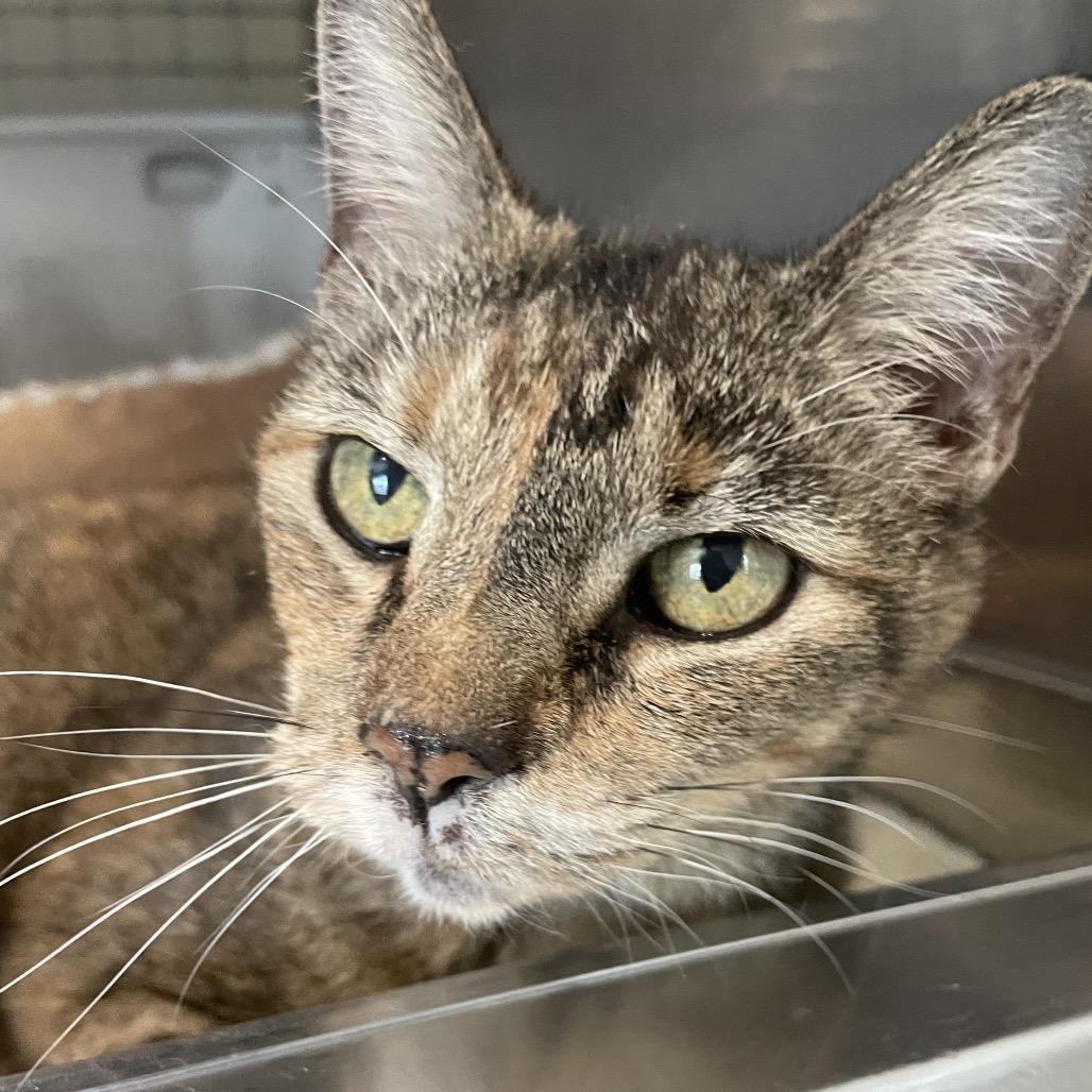 Bernadette, a Adoptable Domestic Short Hair in South Haven, MI image 3/6