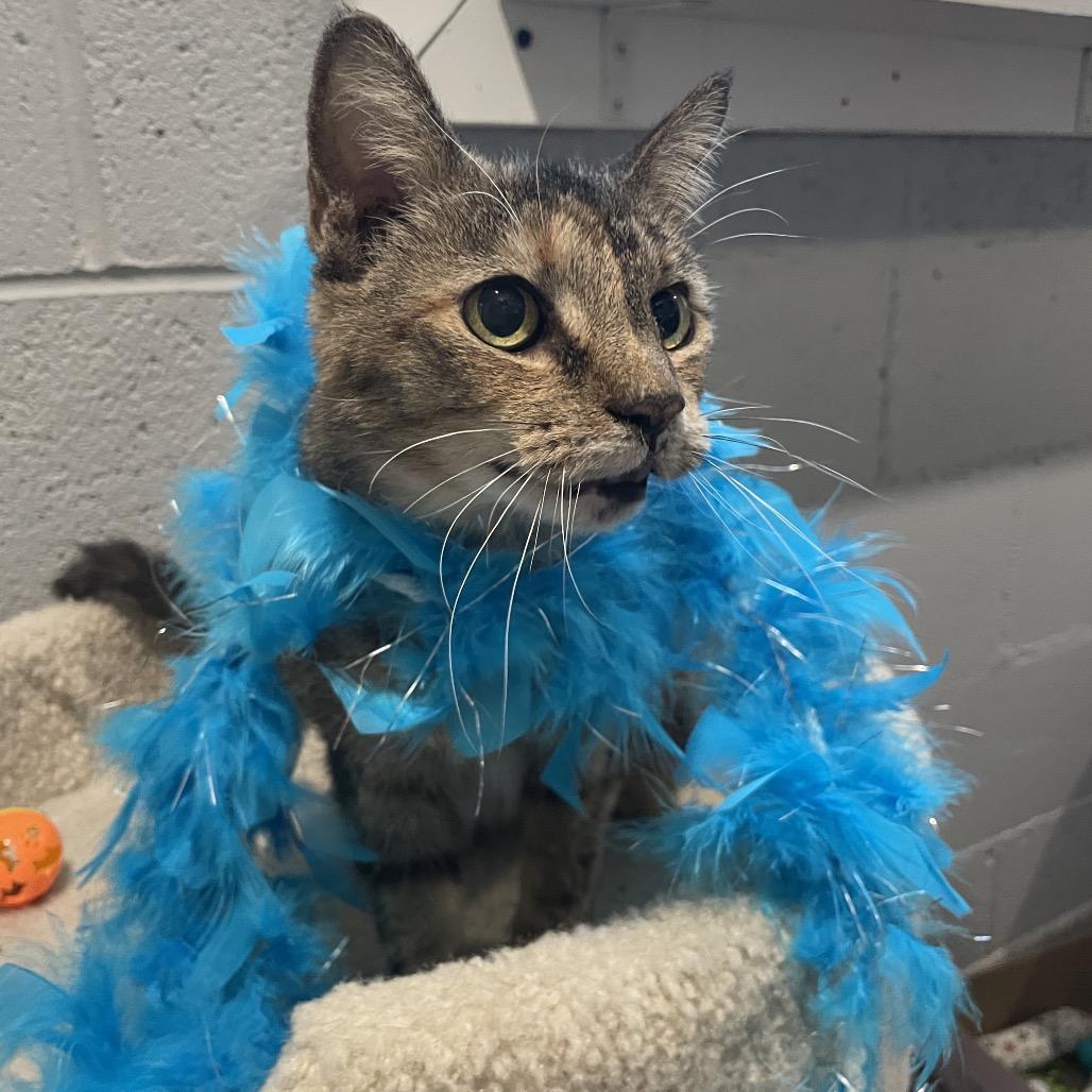 Bernadette, a Adoptable Domestic Short Hair in South Haven, MI image 4/6