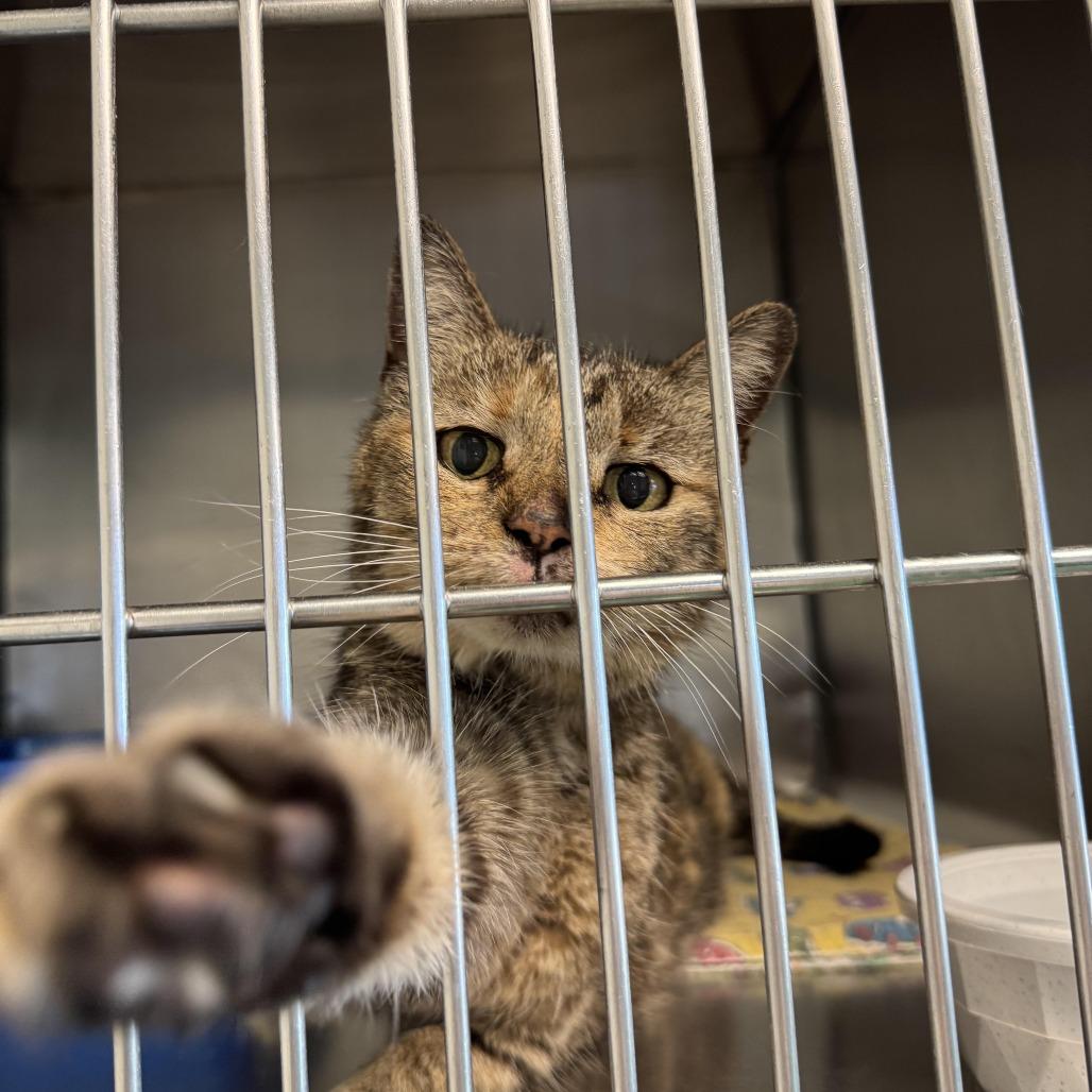 Bernadette, a Adoptable Domestic Short Hair in South Haven, MI image 5/6