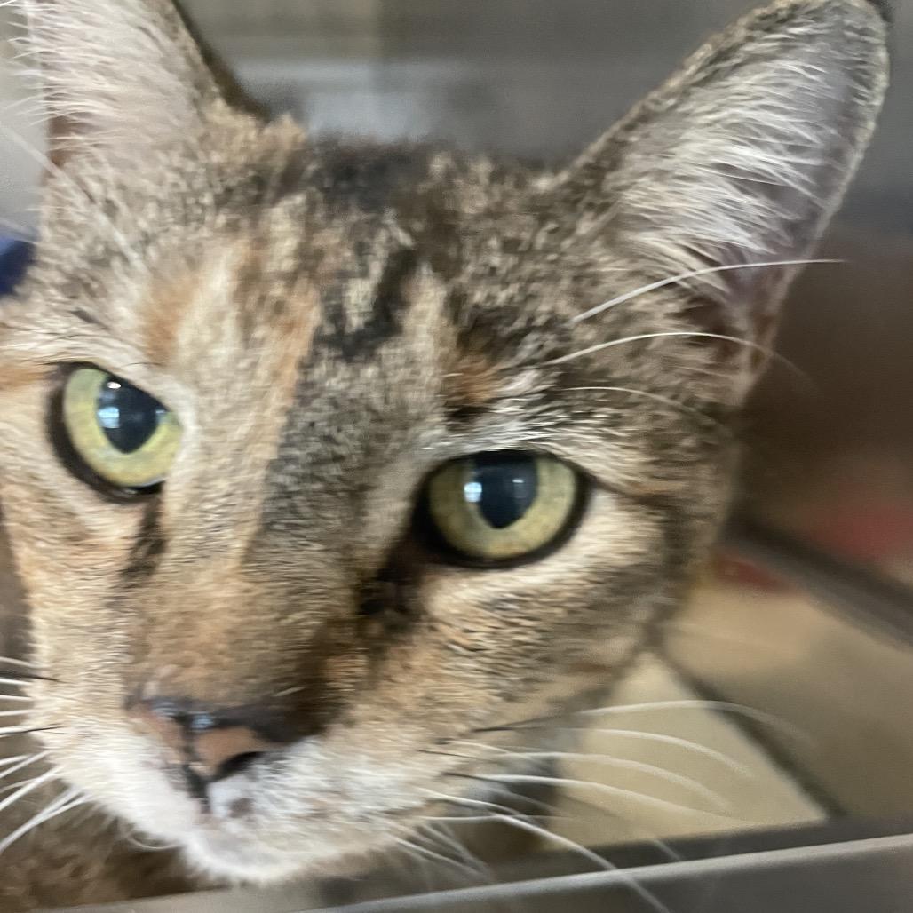 Bernadette, a Adoptable Domestic Short Hair in South Haven, MI image 6/6