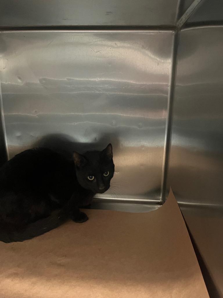 Dade, Adoptable, Young Male Domestic Short Hair.