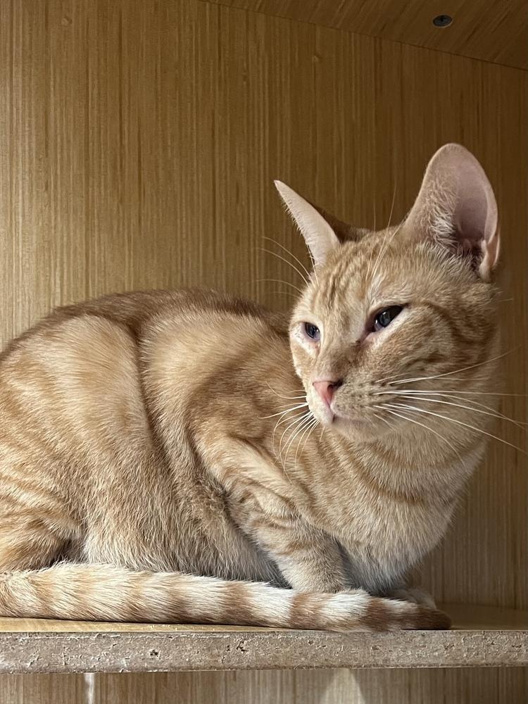 Enlarge Katmandu 0790, a Adoptable Domestic Short Hair in Dallas, TX image 2/6