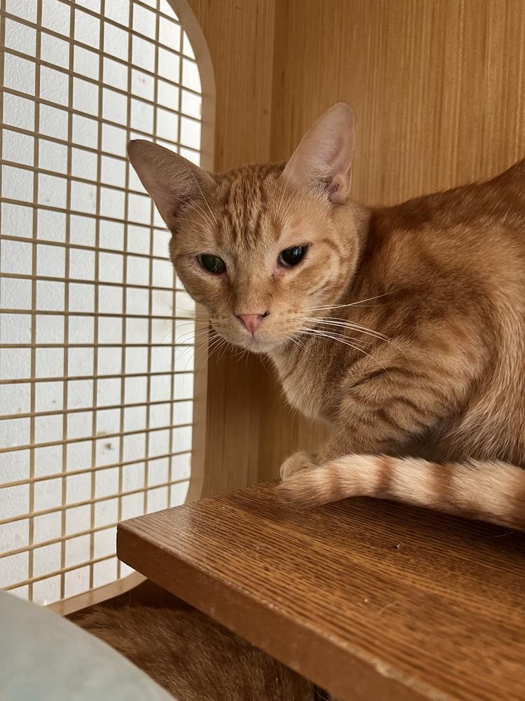 Enlarge Katmandu 0790, a Adoptable Domestic Short Hair in Dallas, TX image 3/6