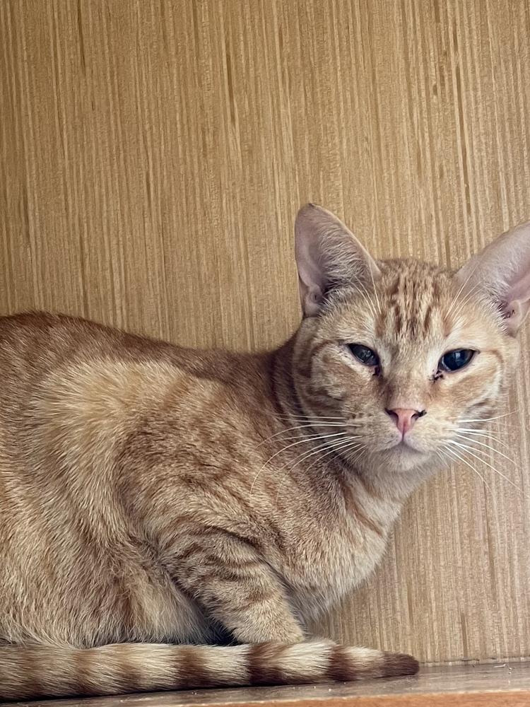 Enlarge Katmandu 0790, a Adoptable Domestic Short Hair in Dallas, TX image 4/6