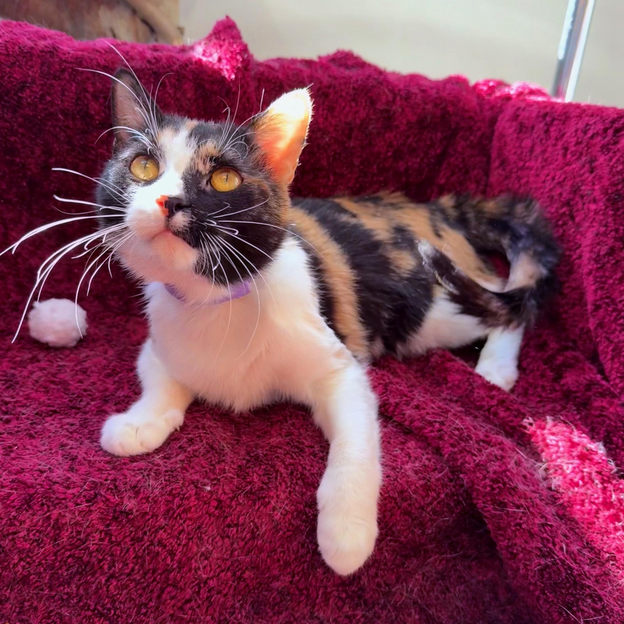 Enlarge Mama , a ADOPTABLE Domestic Short Hair in Fairfield, CT image 1/5